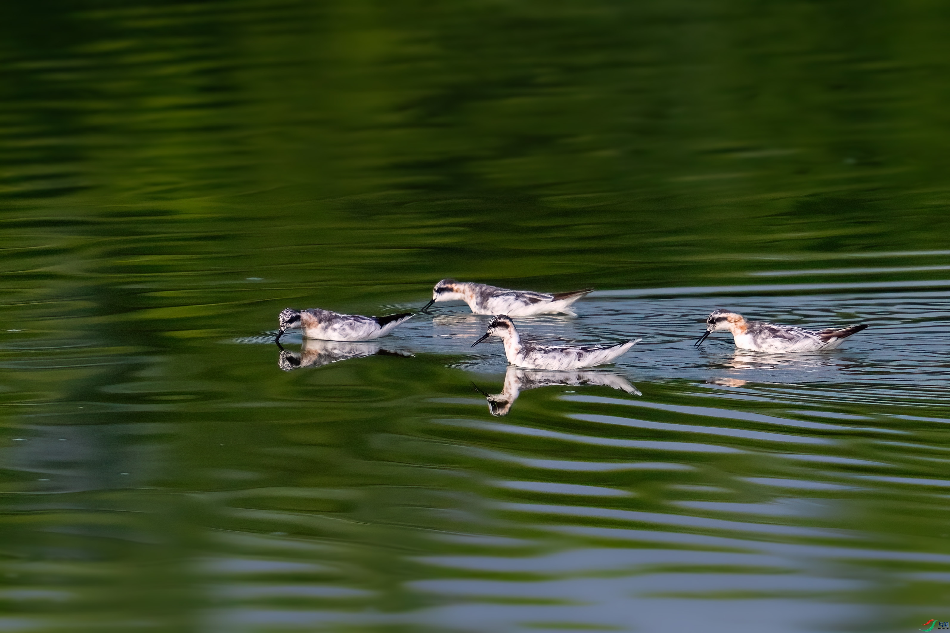 _DSC7369.jpg