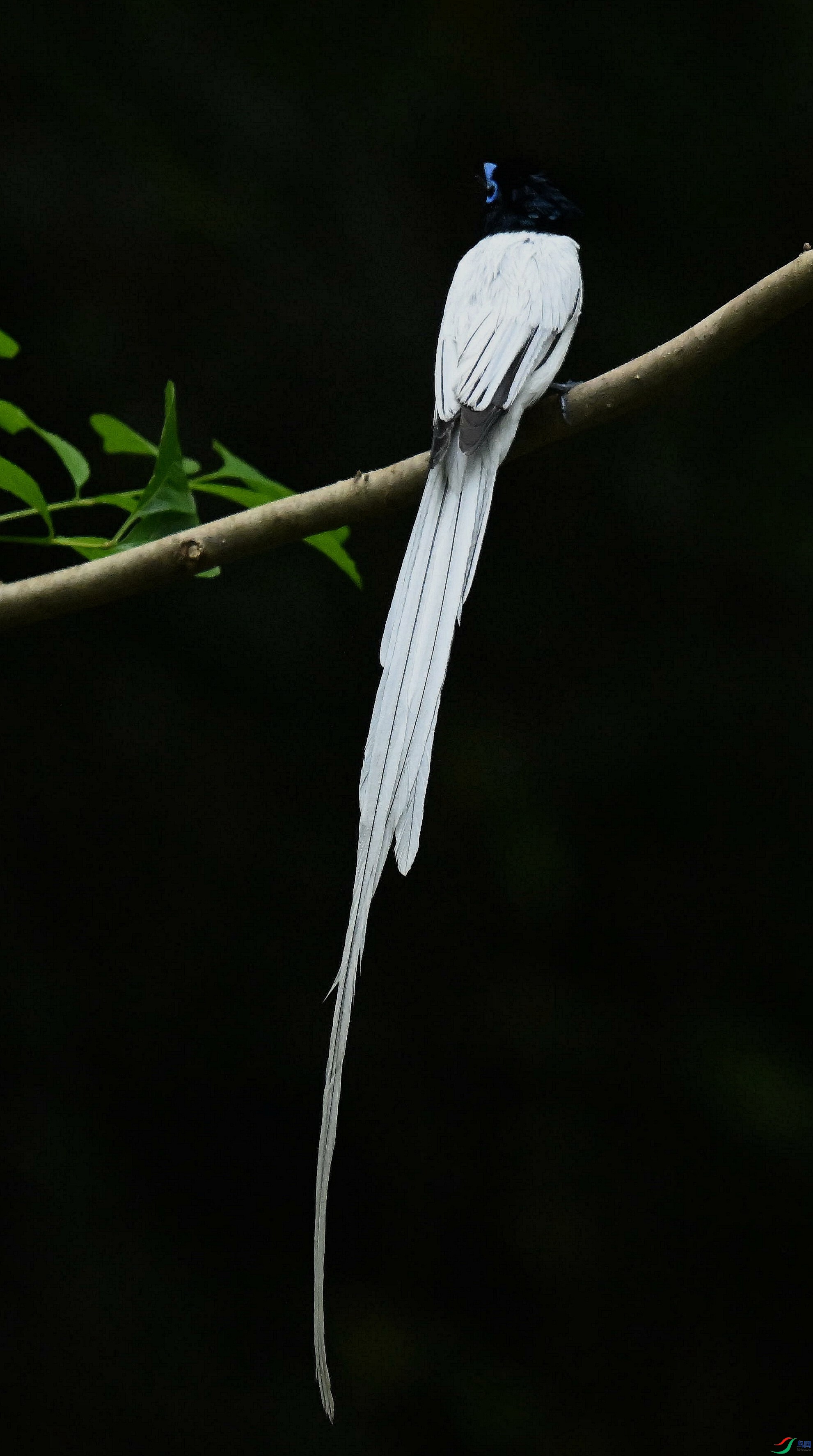 DSC_4594.jpg