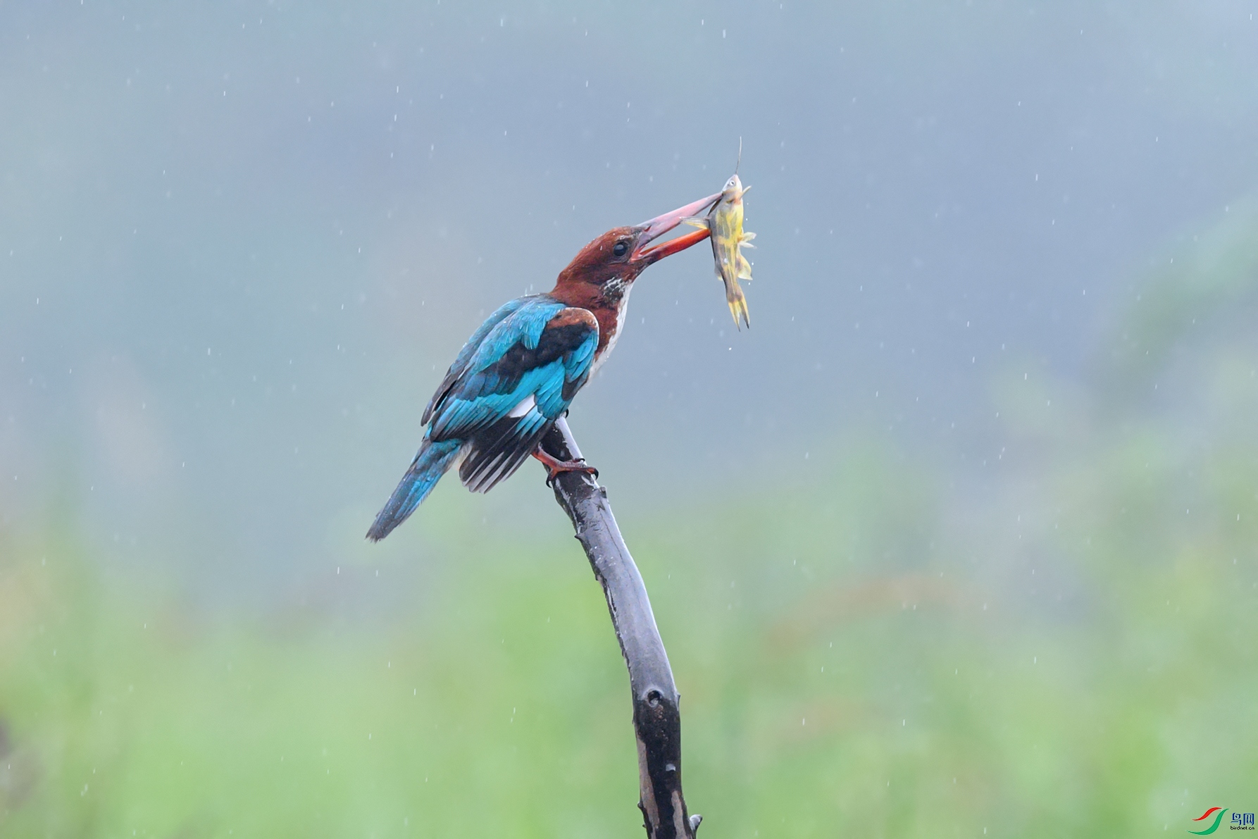 DSC_2678aa.jpg