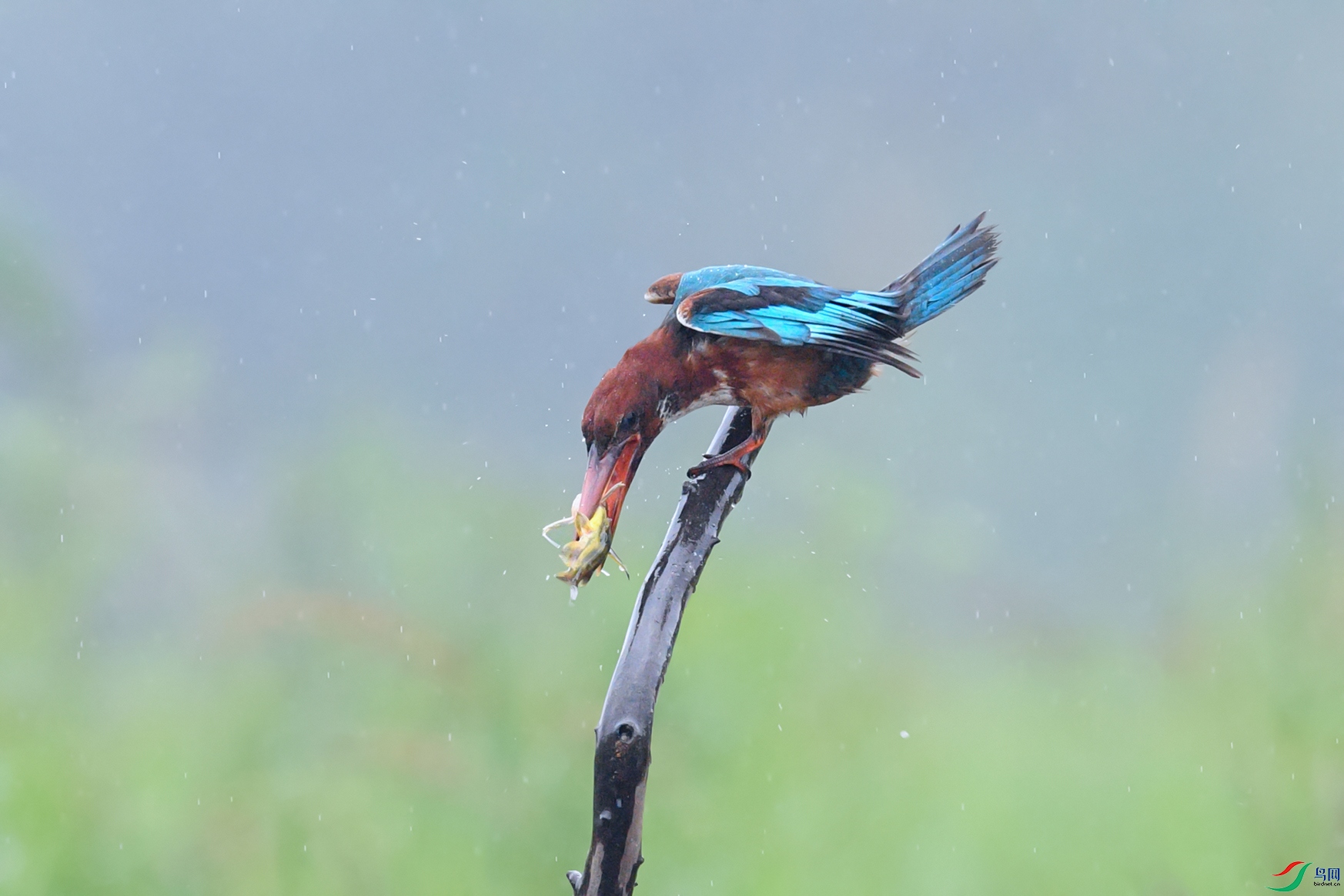 DSC_2695aa.jpg