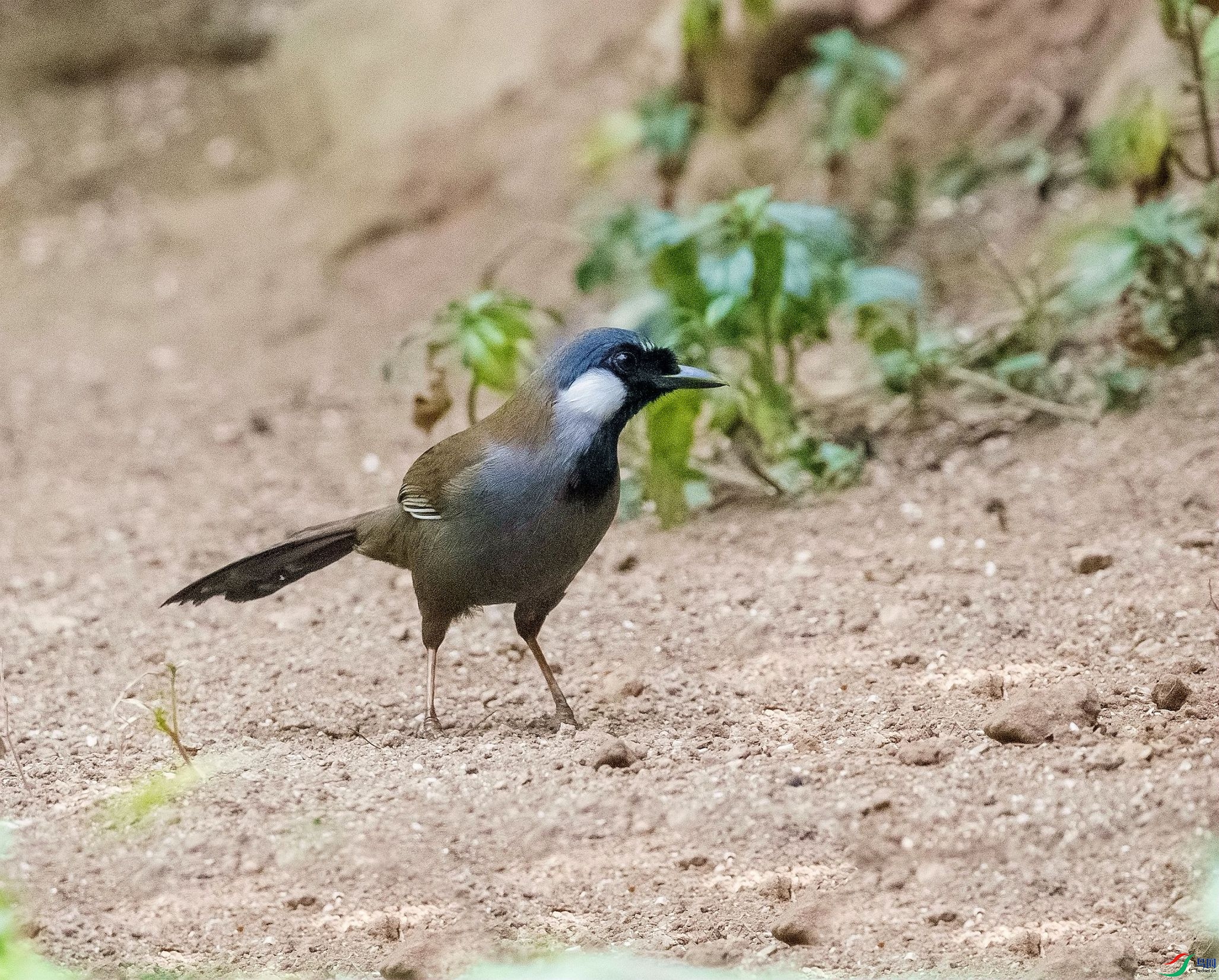 DSC_5549_����_����.jpg