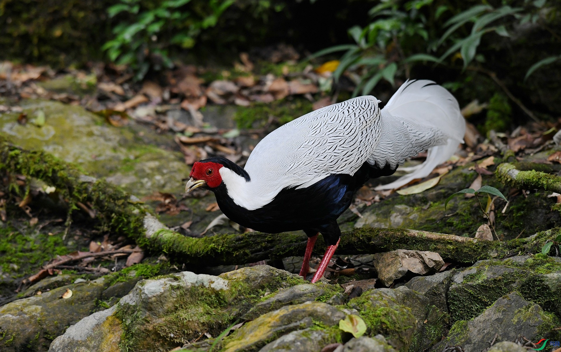 DSC_3675.jpg