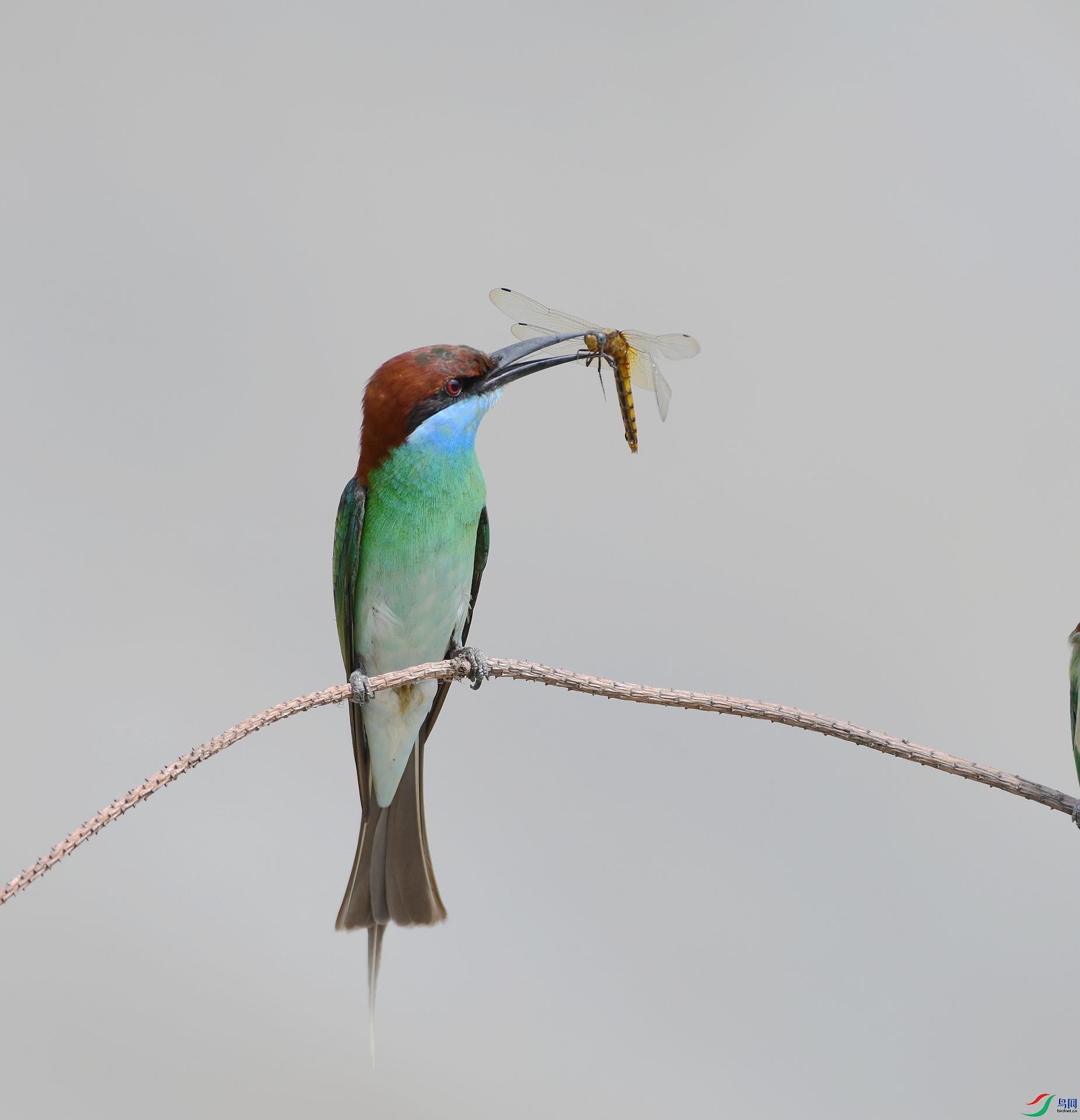 DSC_1526.jpg