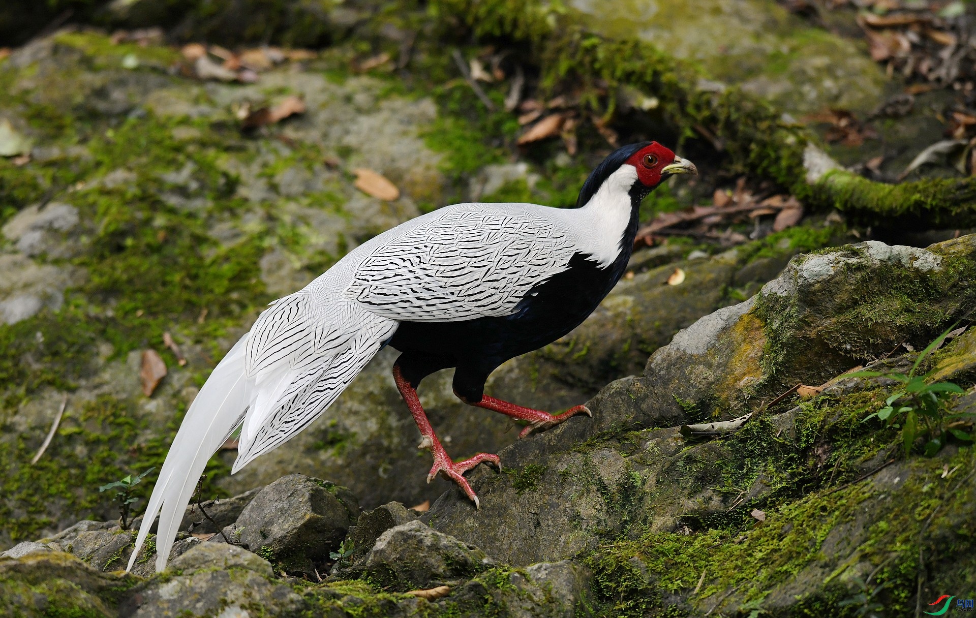 DSC_3536.jpg