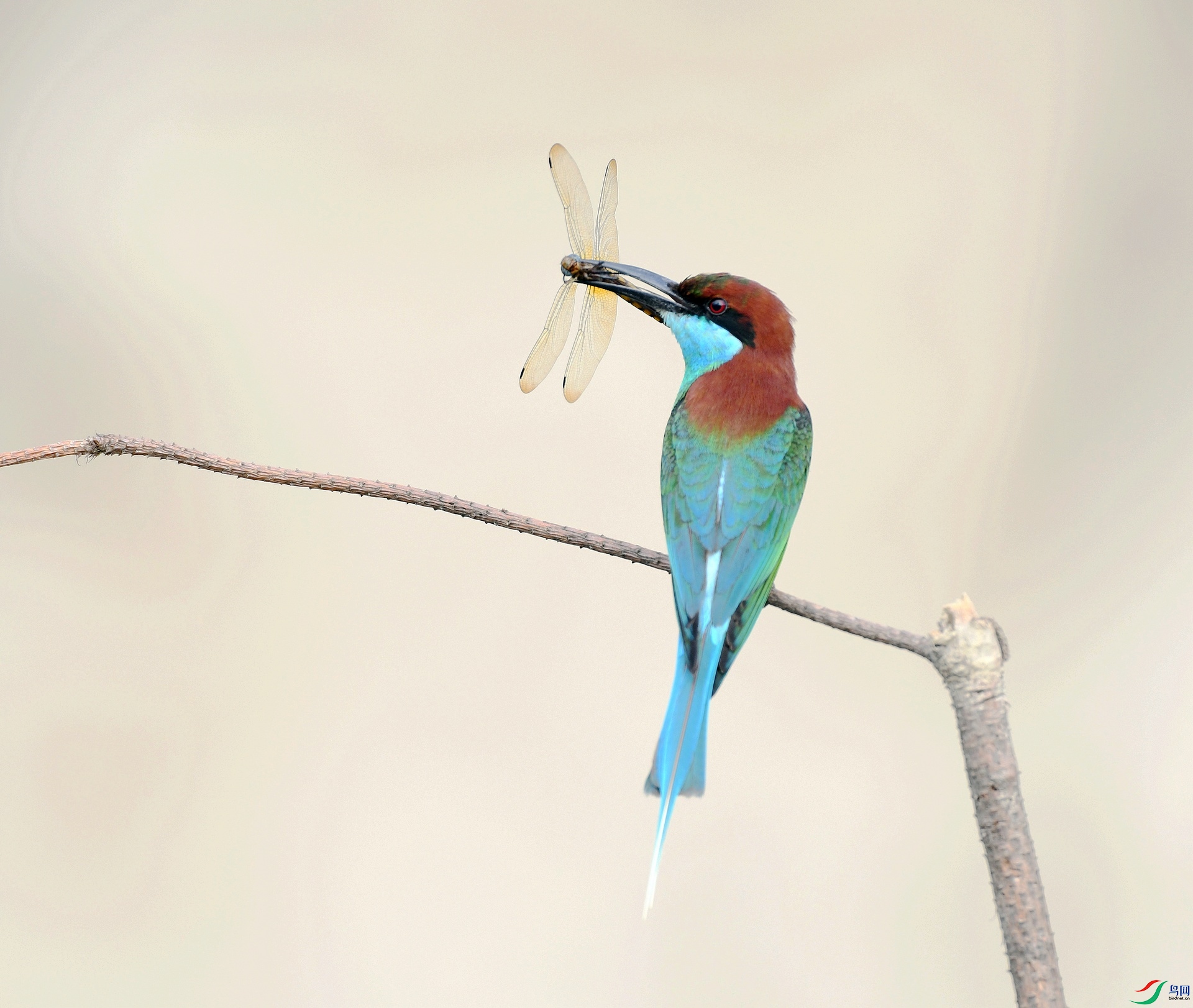 DSC_2142.jpg