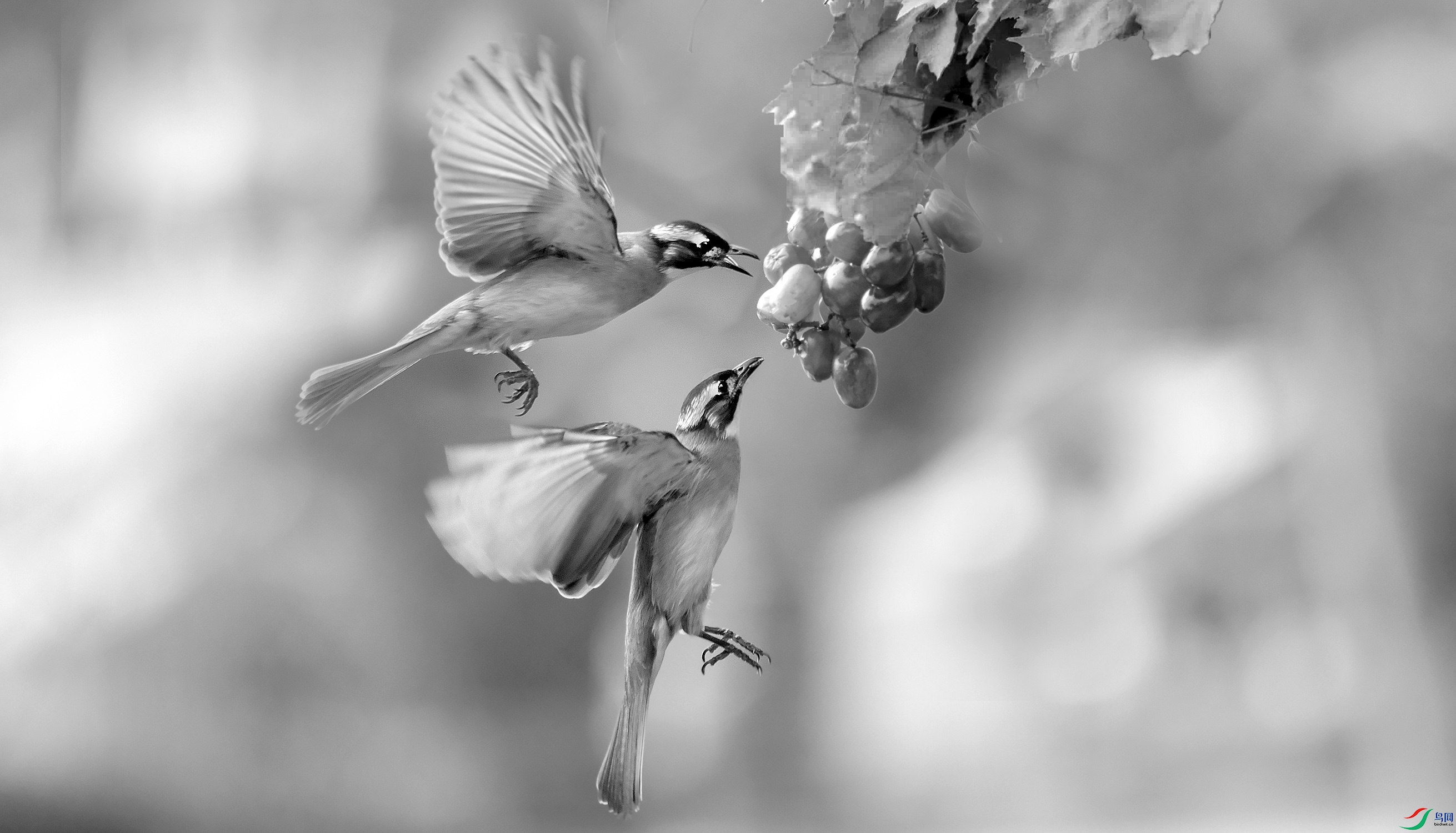 DSCF2716����.jpg