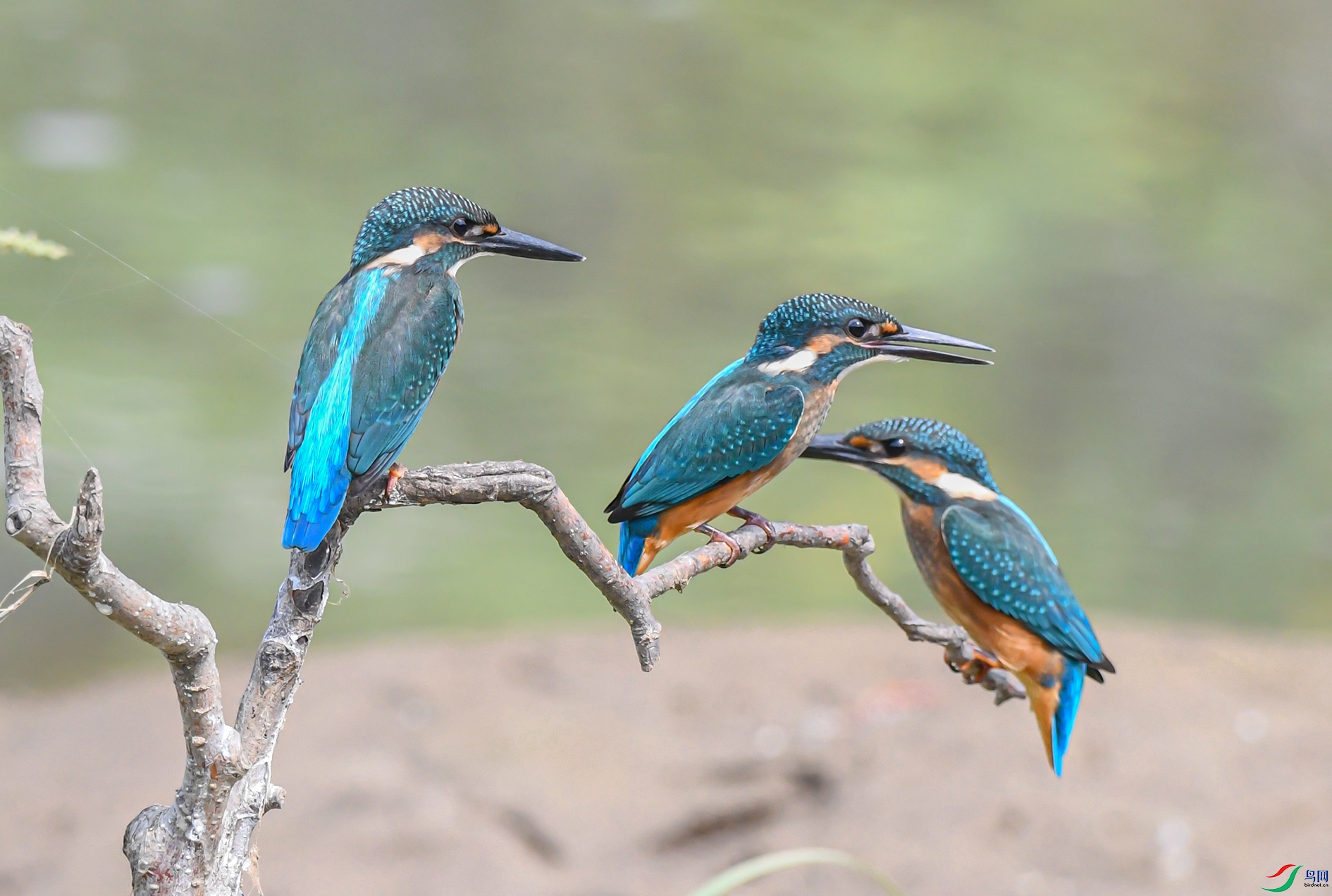 DSC_8771_��ͼ�� ����.jpg