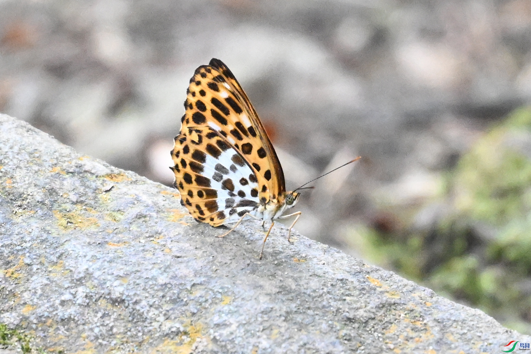 DSC_2497.JPG