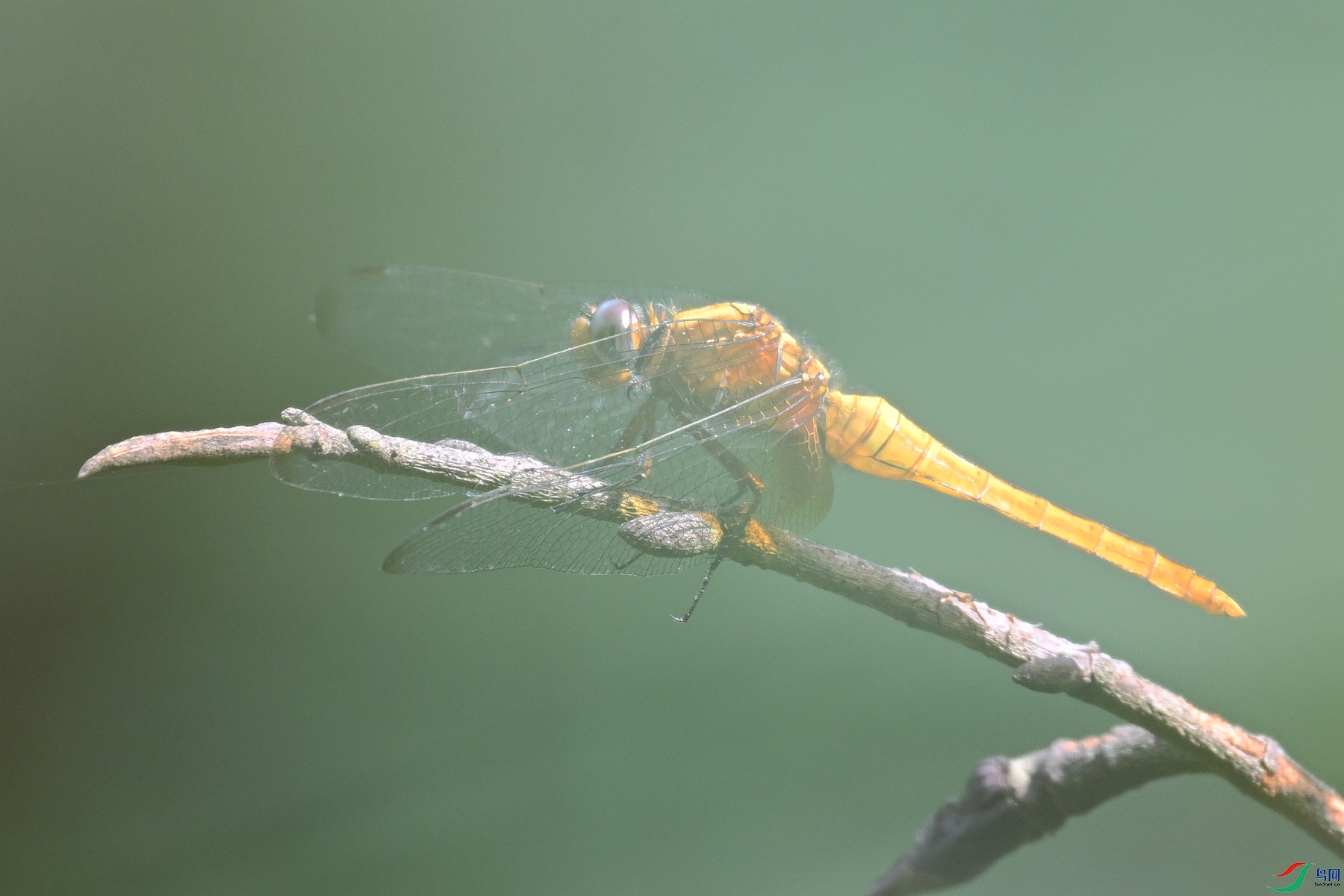 DSC_2490.JPG
