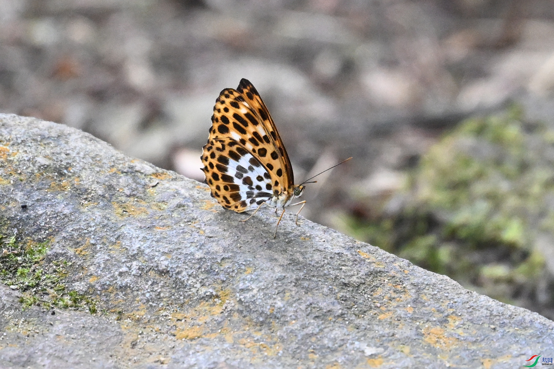 DSC_2495.JPG