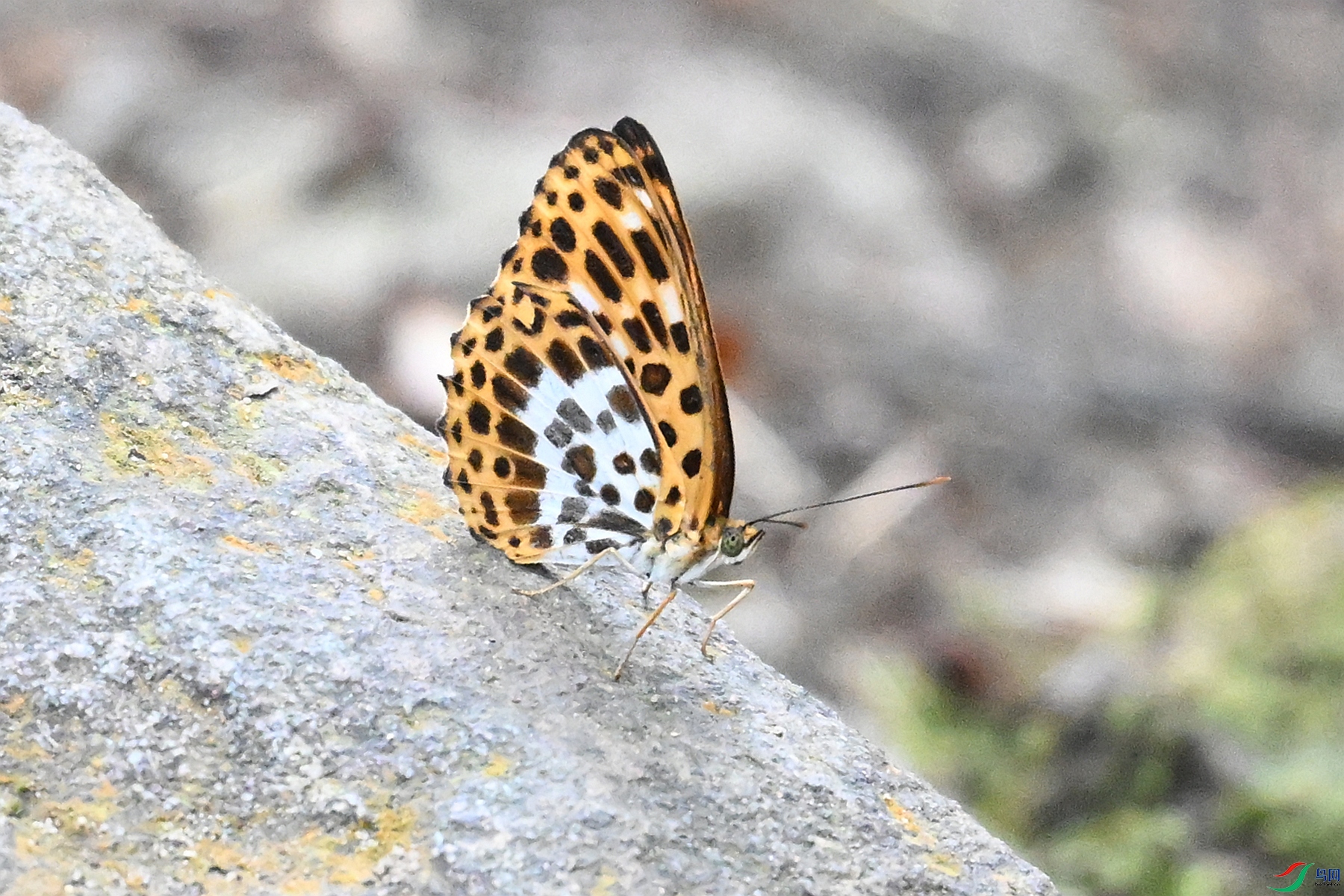 DSC_2496.JPG