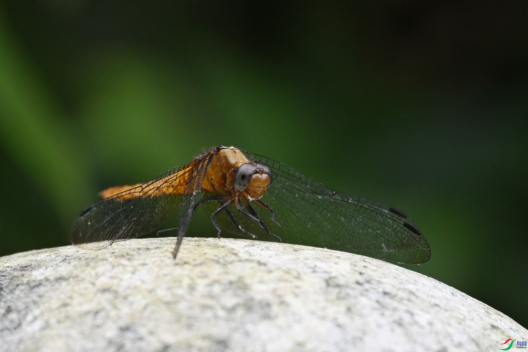 DSC_2478.JPG