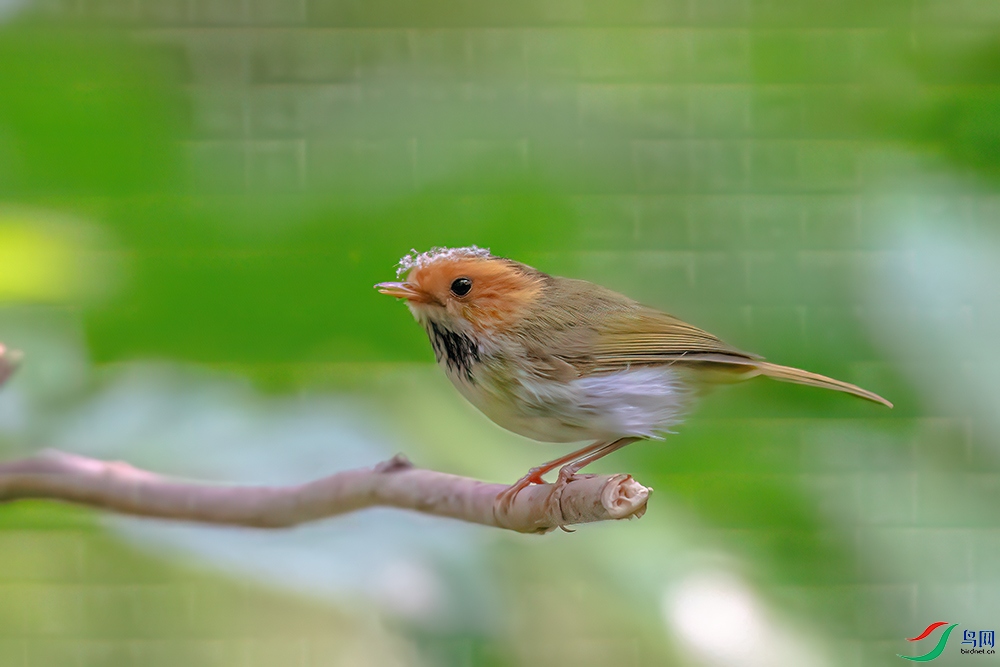 DSC_1491CBAB.jpg