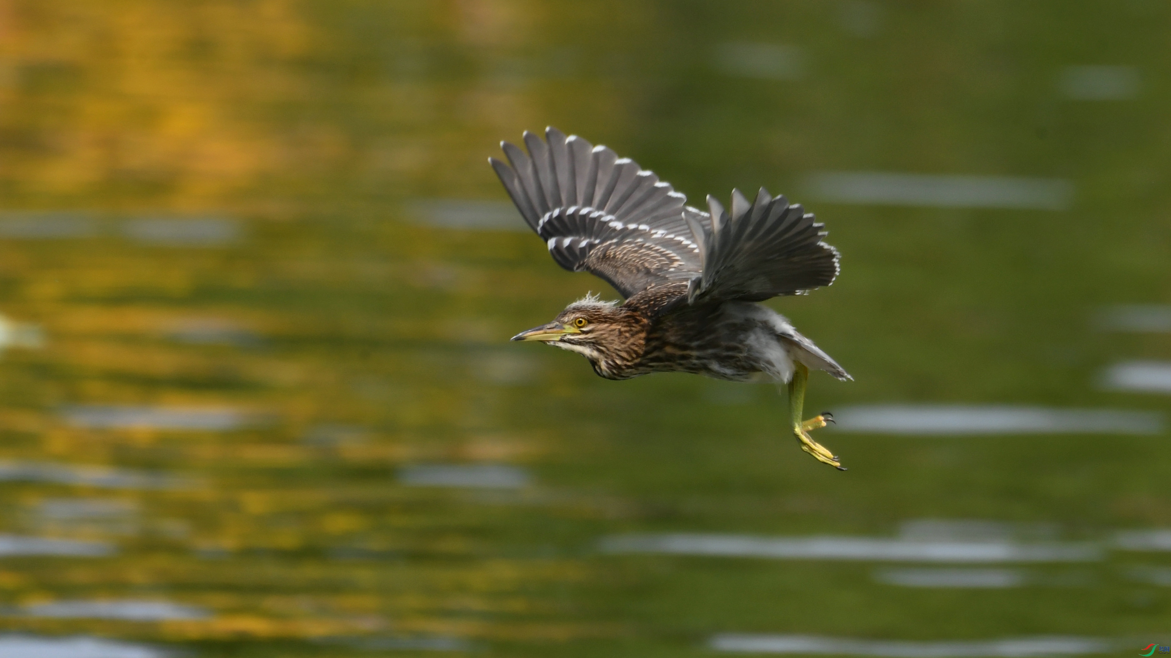 DSC_4644.JPG