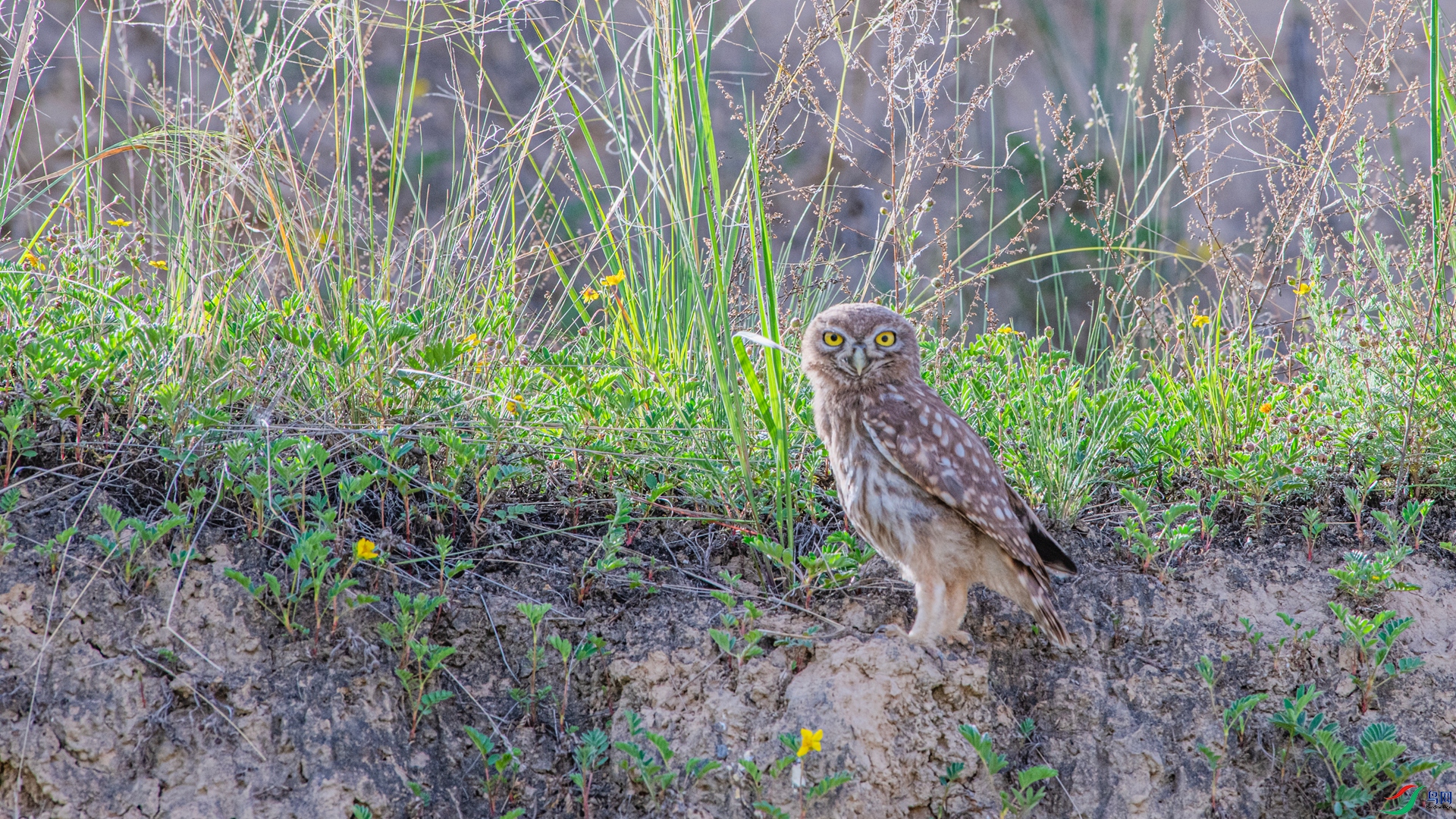 DSC_4076_����.jpg