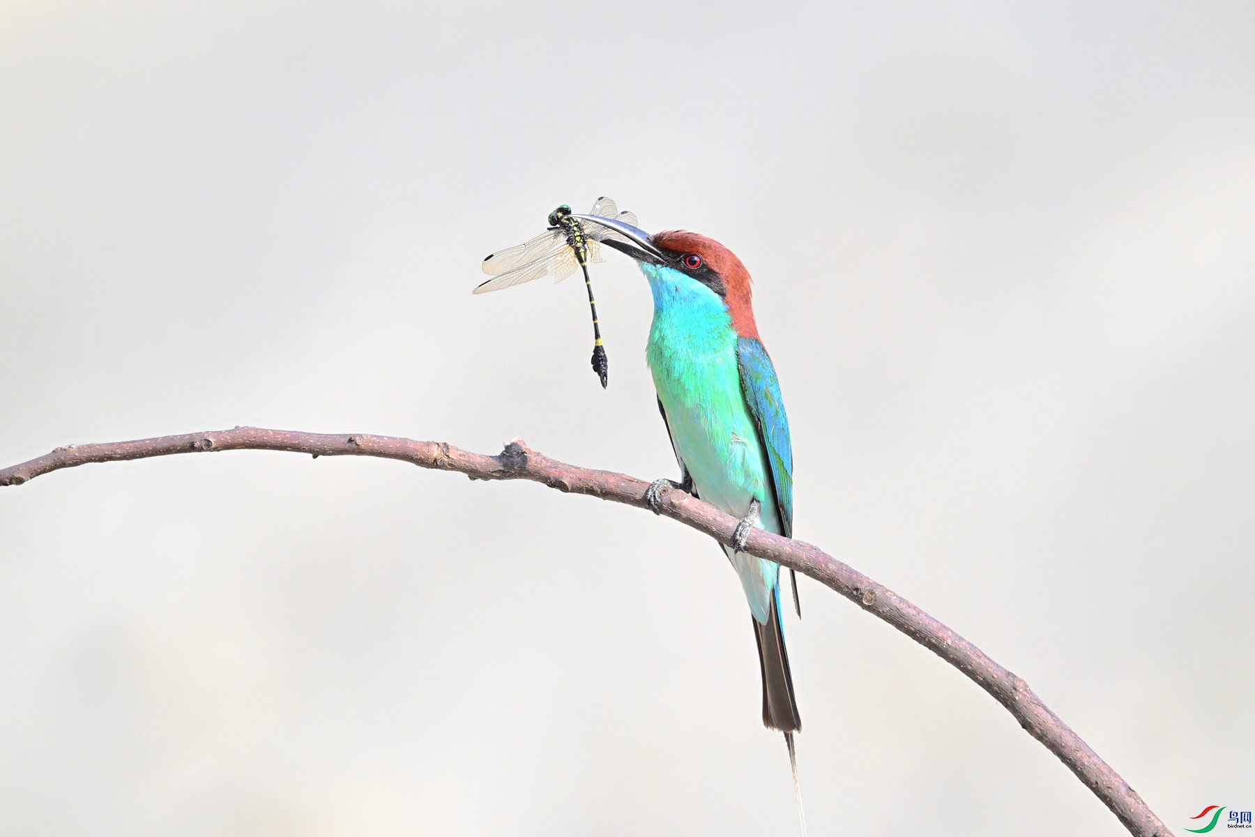 DSC_2504.JPG