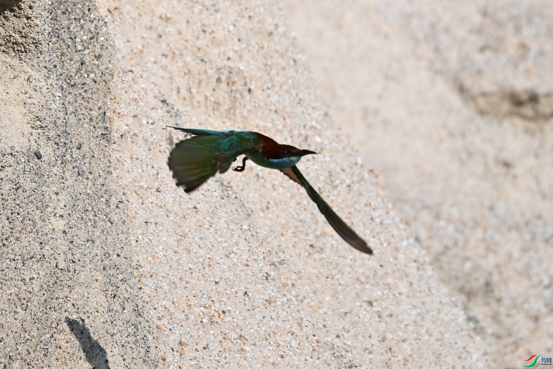 DSC_2513.JPG