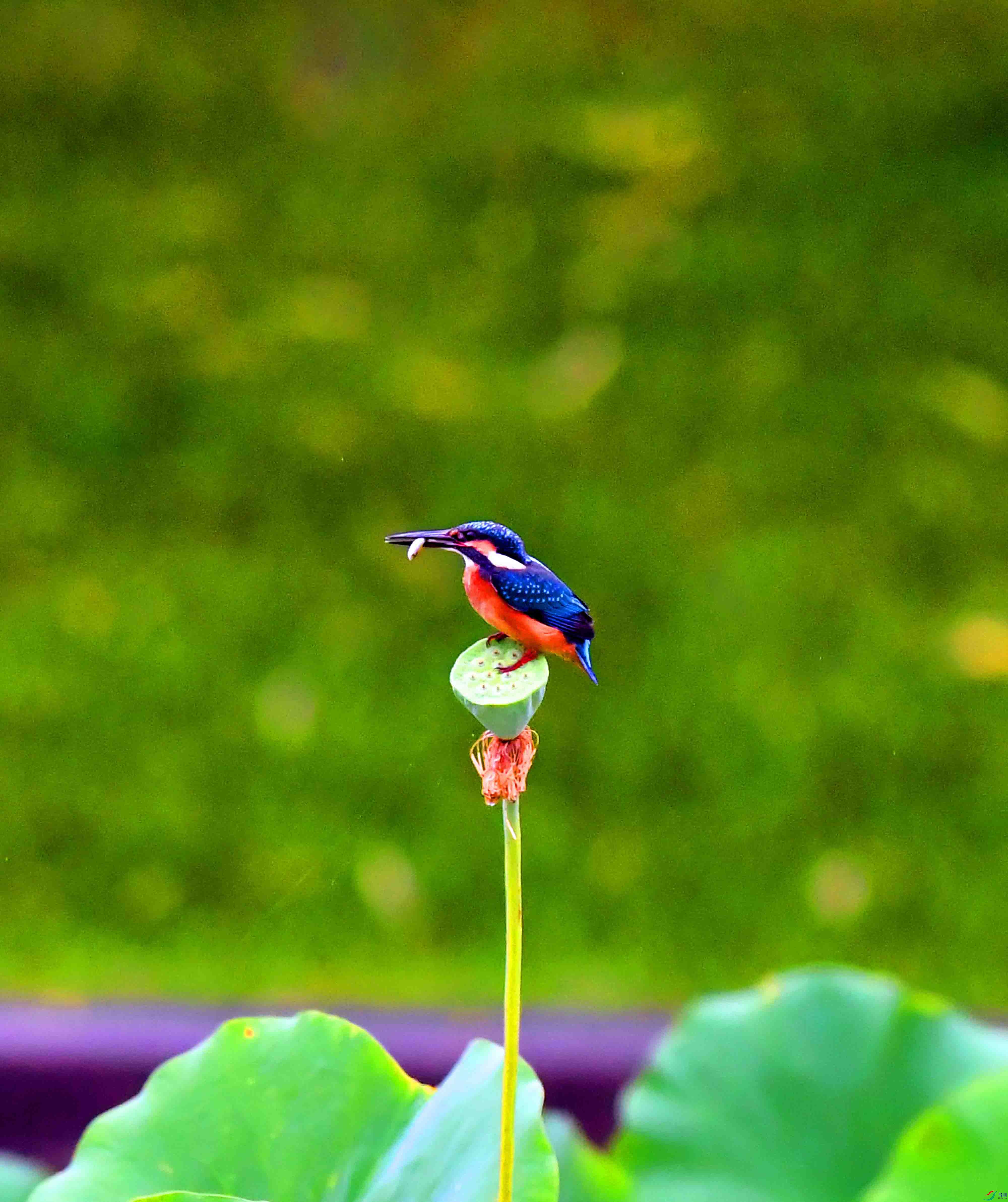 DSC_1709.JPG