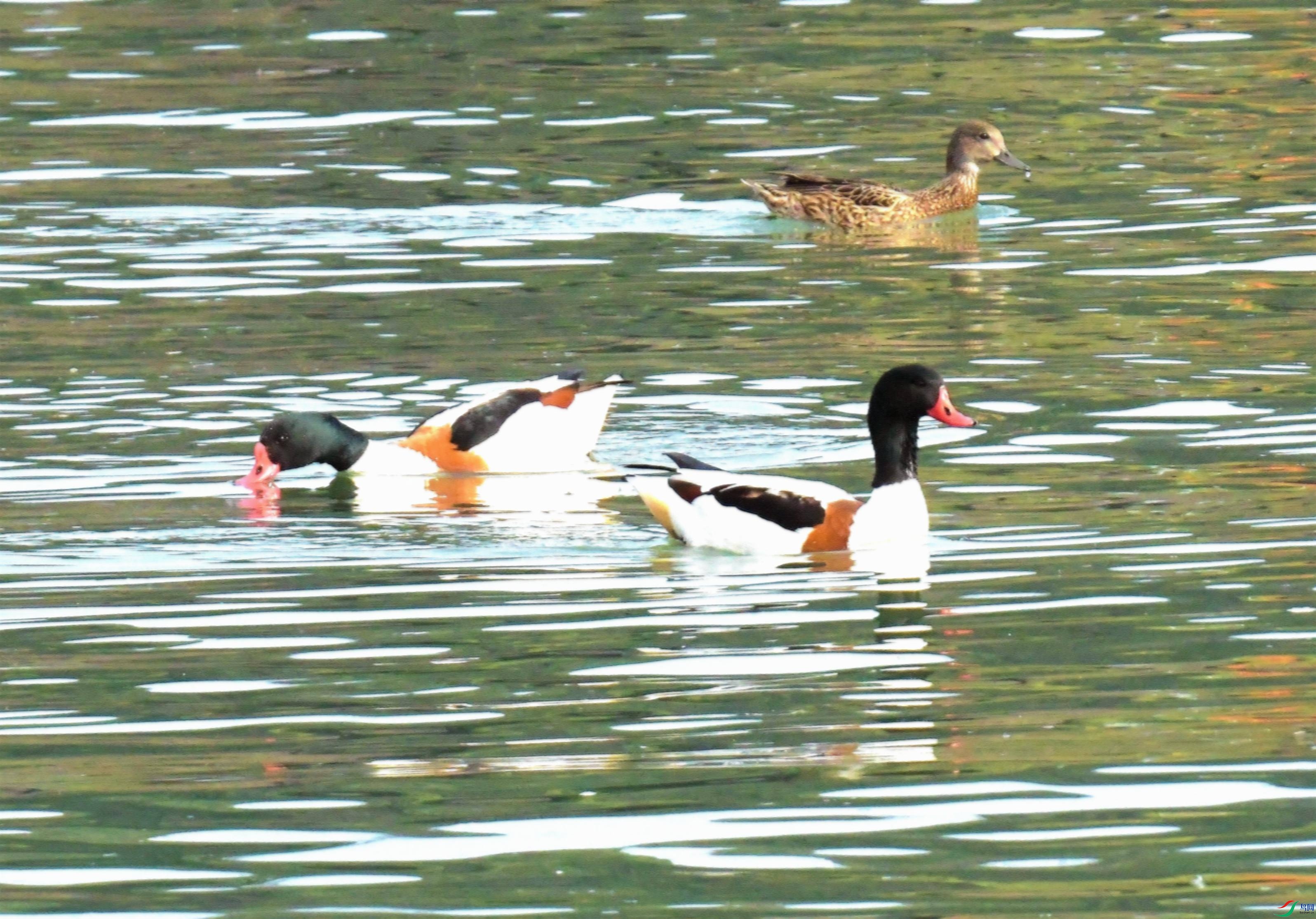 DSC_0632.JPG