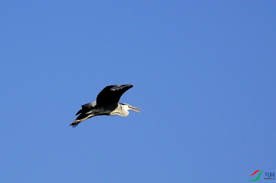 _DSC8503.JPG