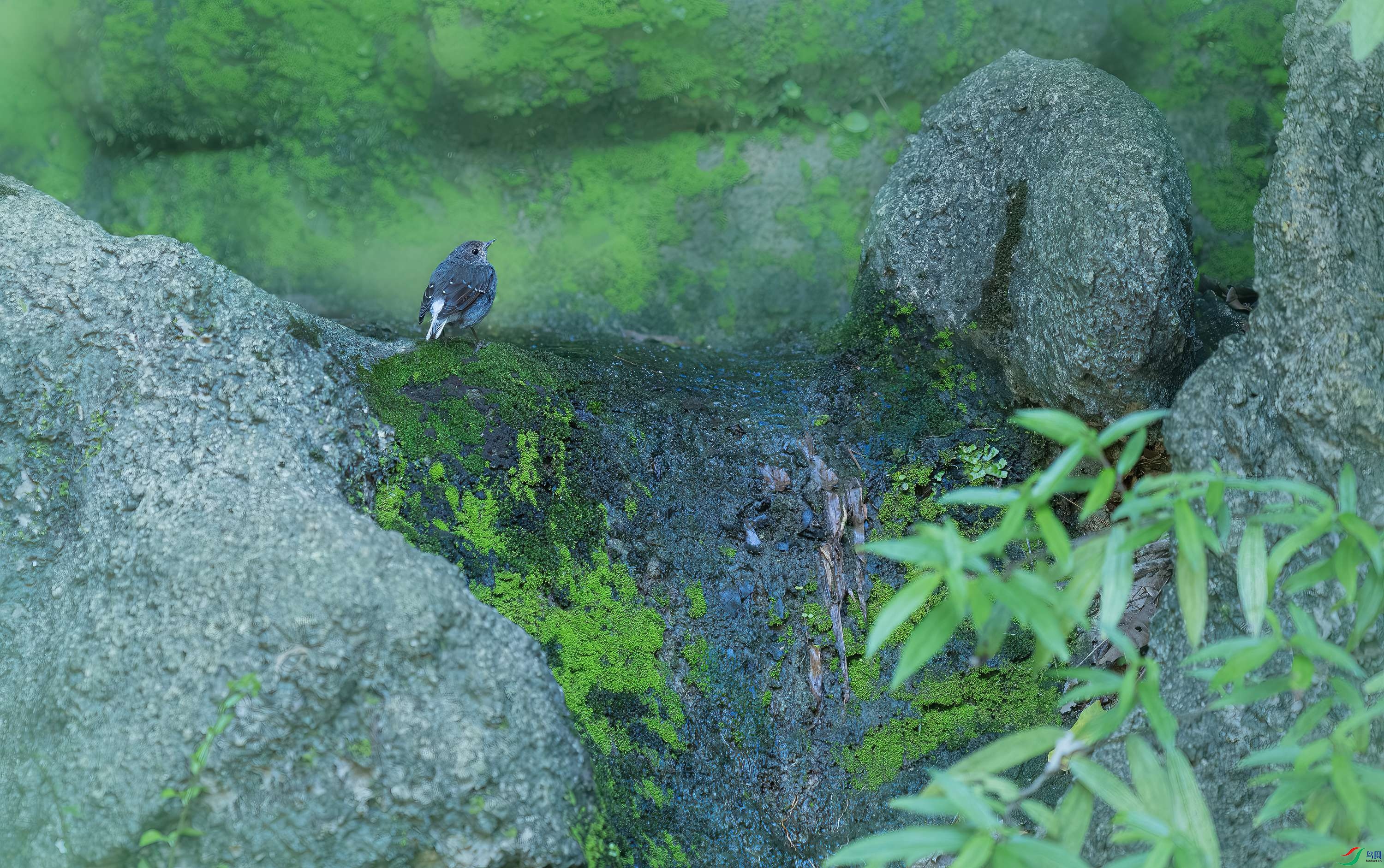 DSCF0951.jpg