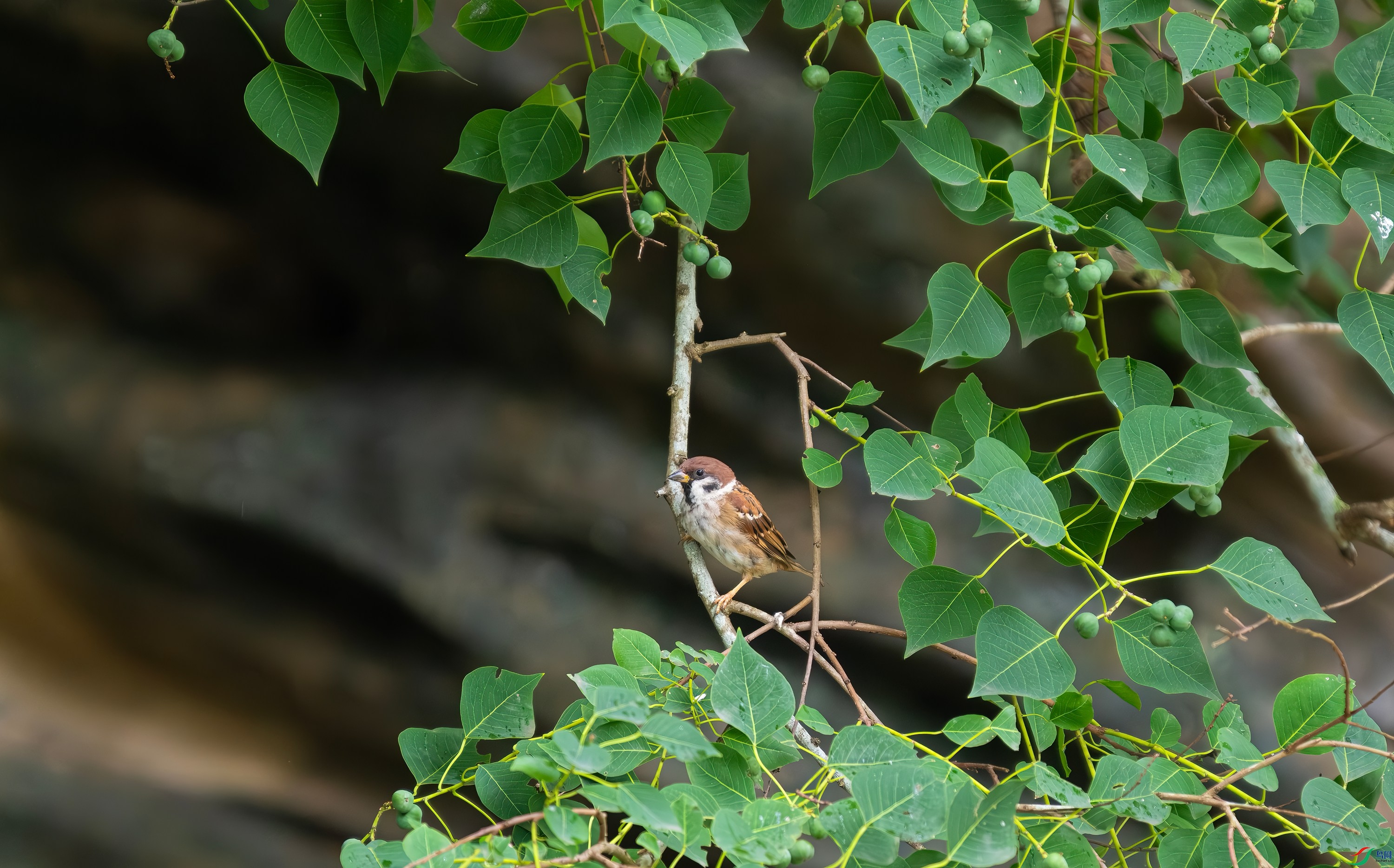 DSCF4674.jpg