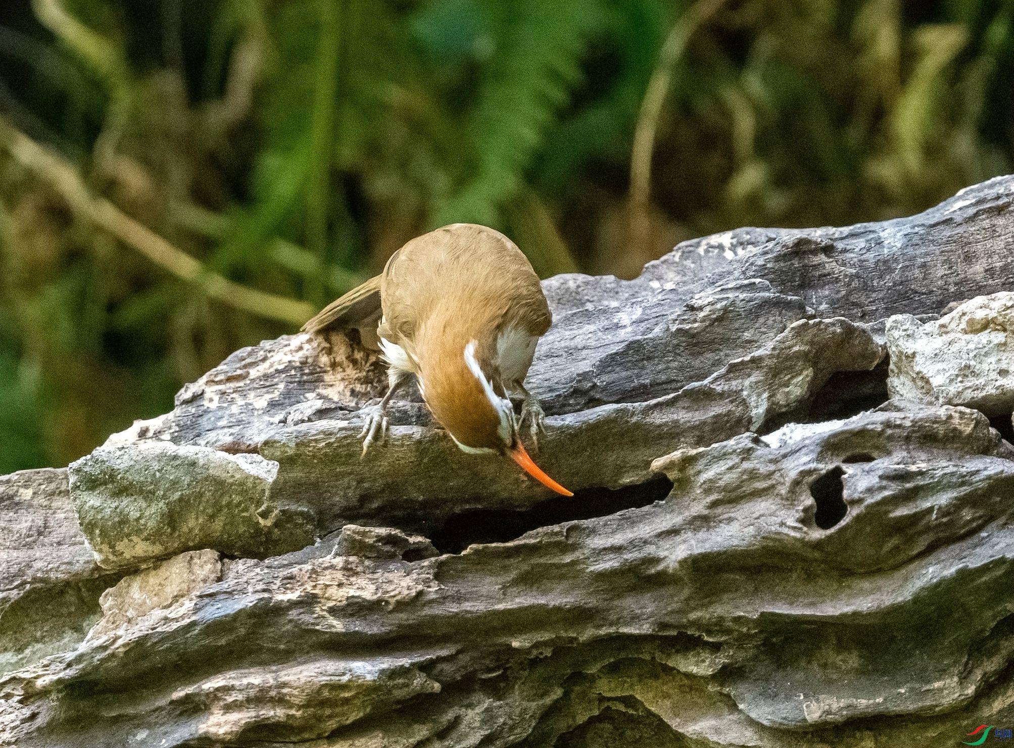 DSC_5810_����.jpg
