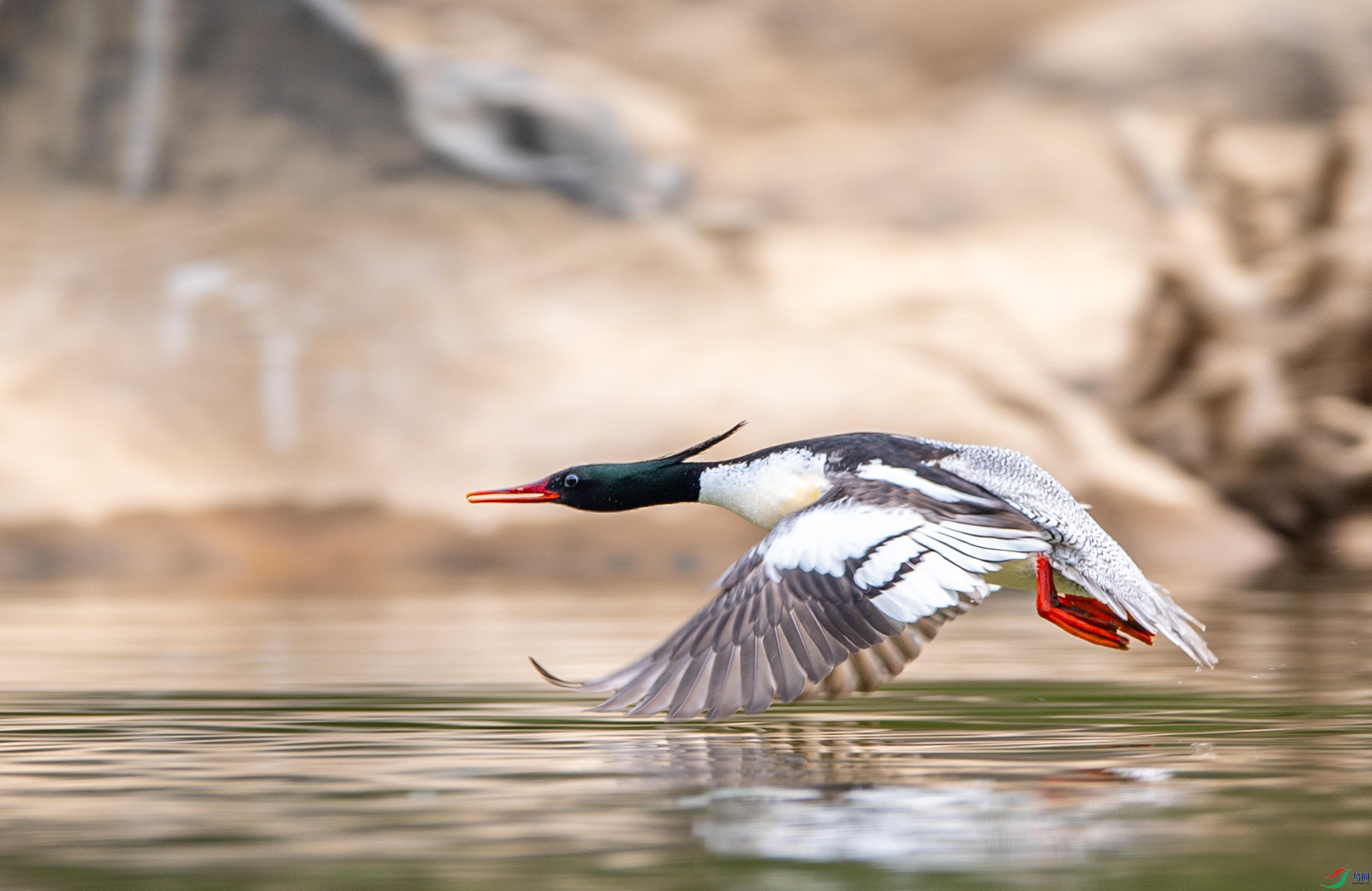 DSC_2244�л���ɳ.JPG
