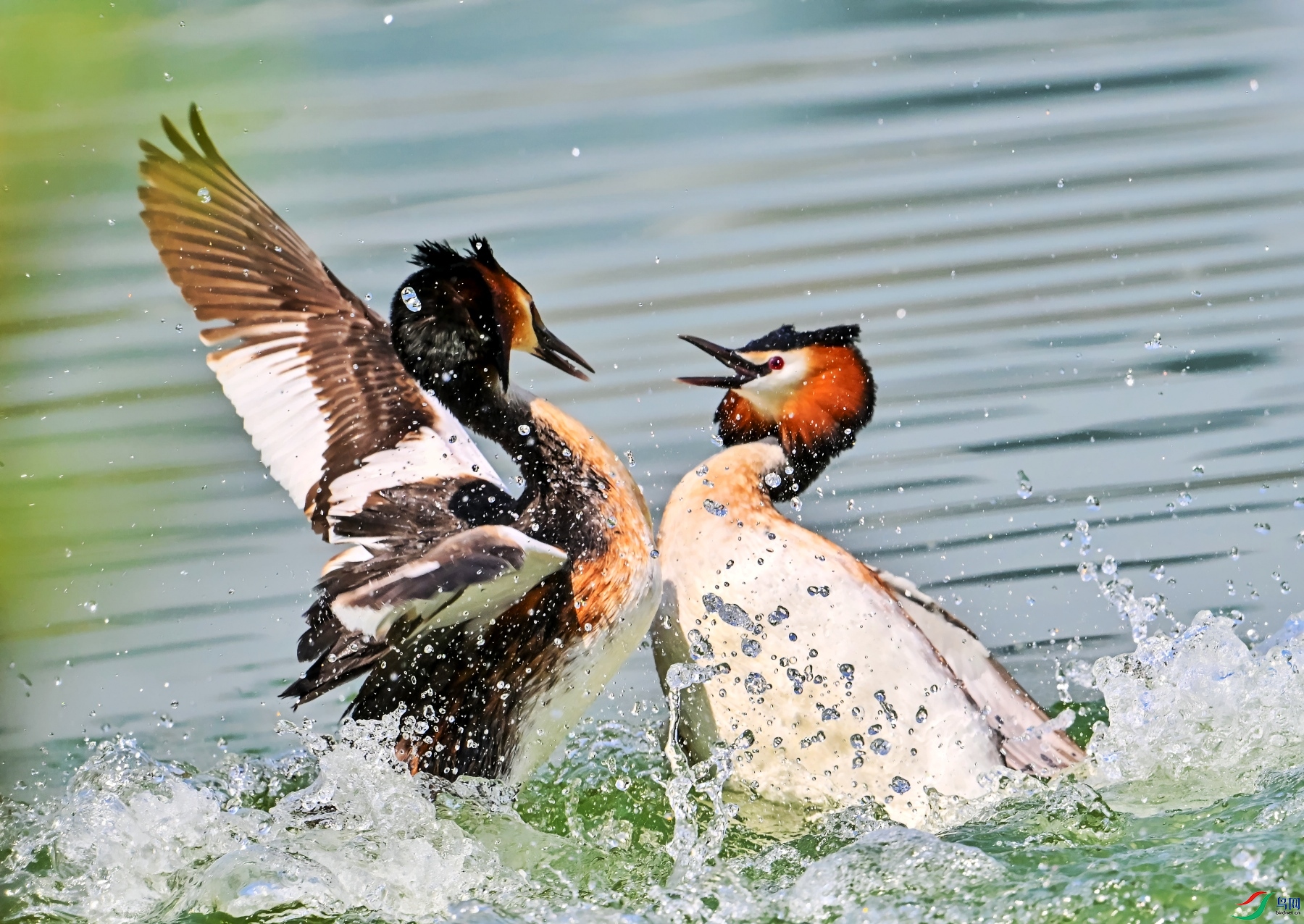 DSC_0993---_conew1.jpg