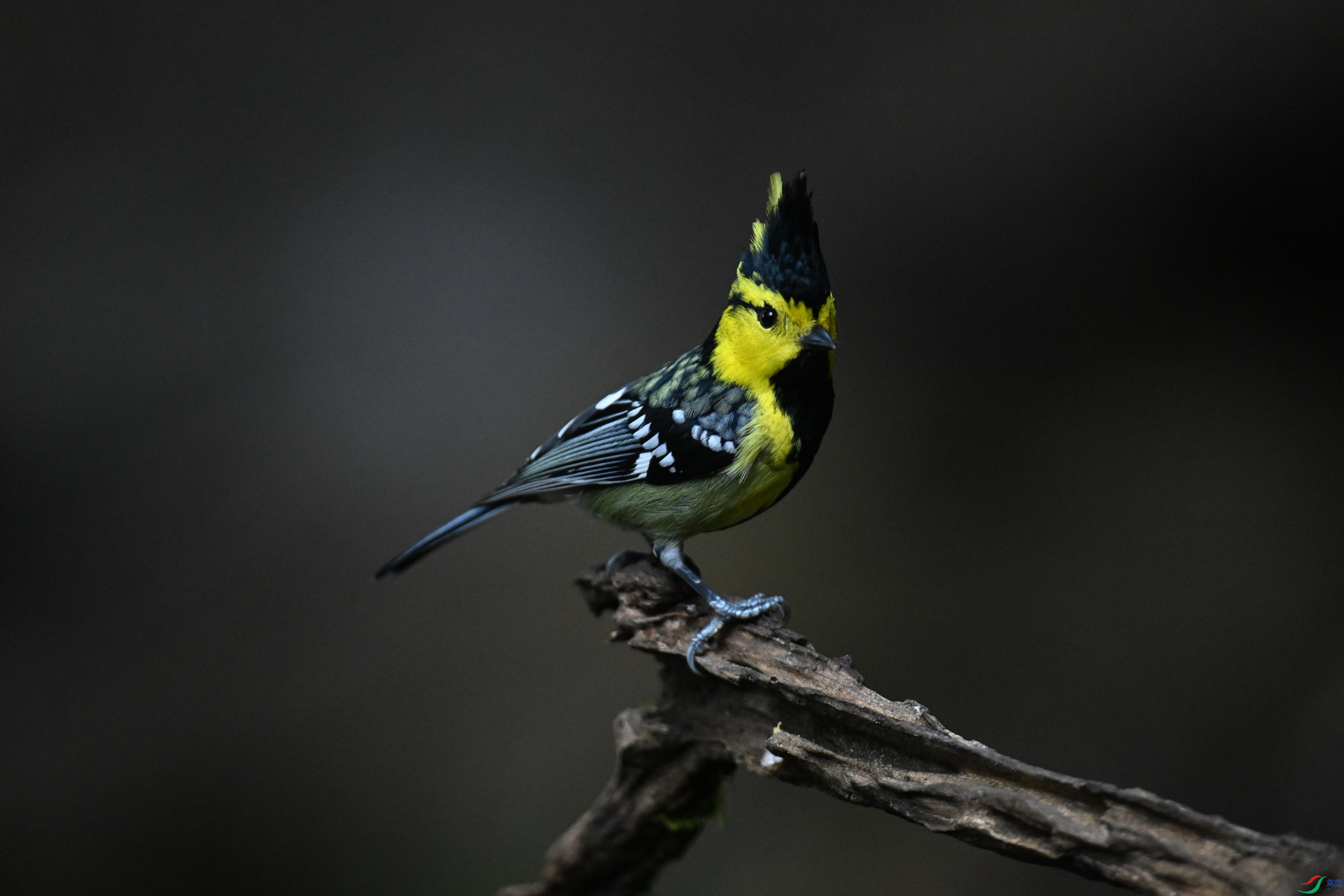 �Ƽ�ɽȸ (16).jpg