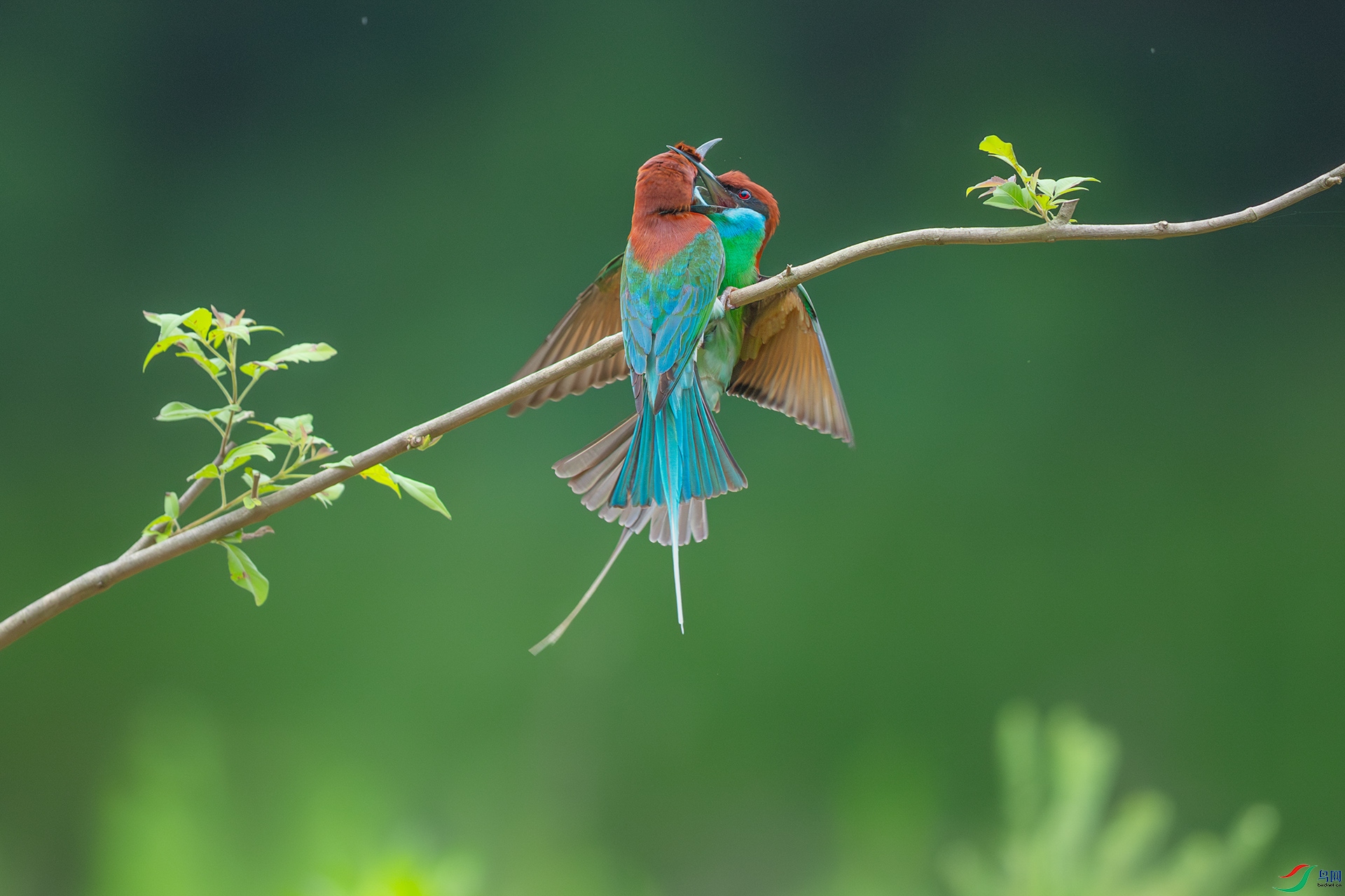 DSC_9538.jpg