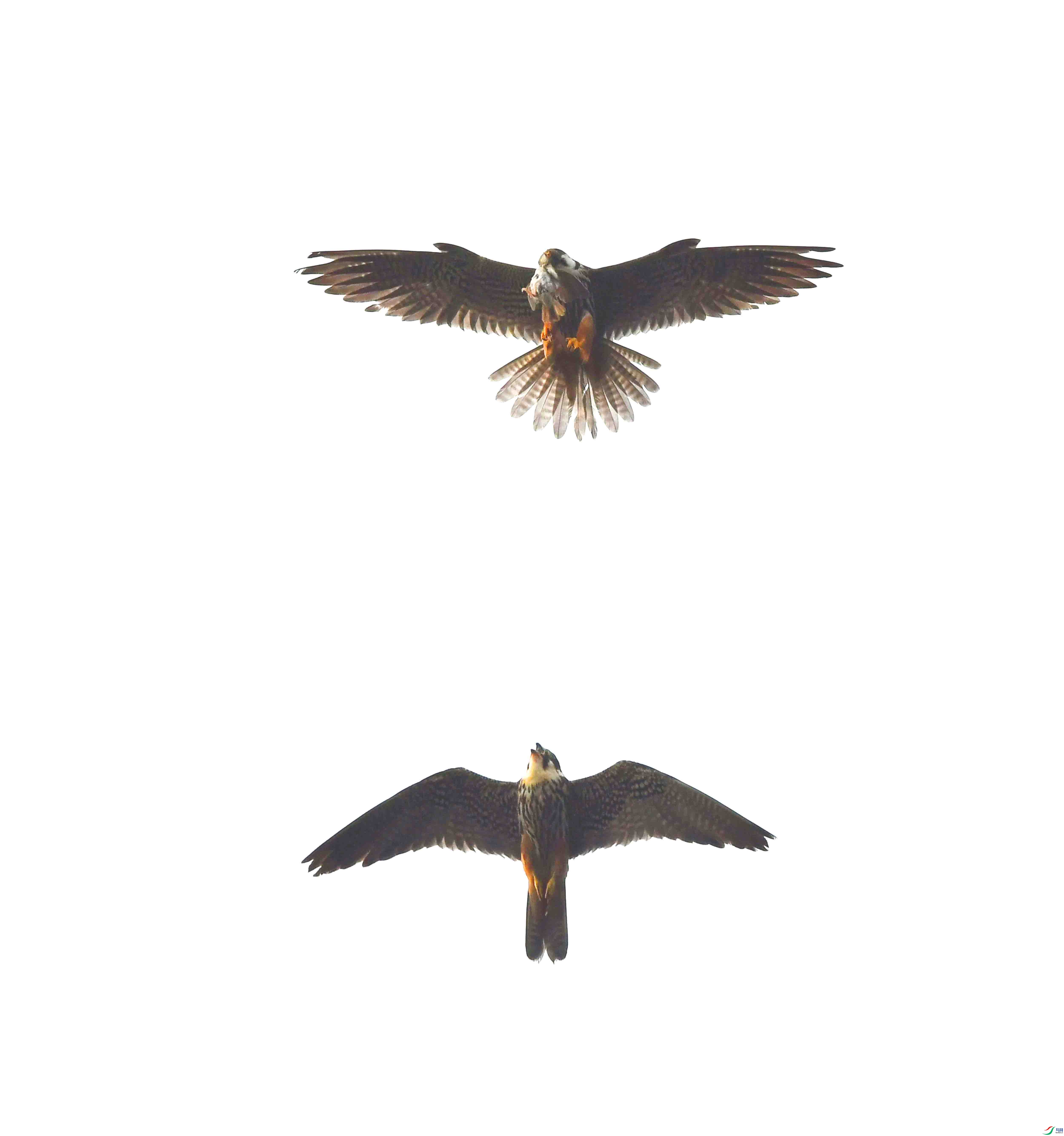 DSC_1937.JPG