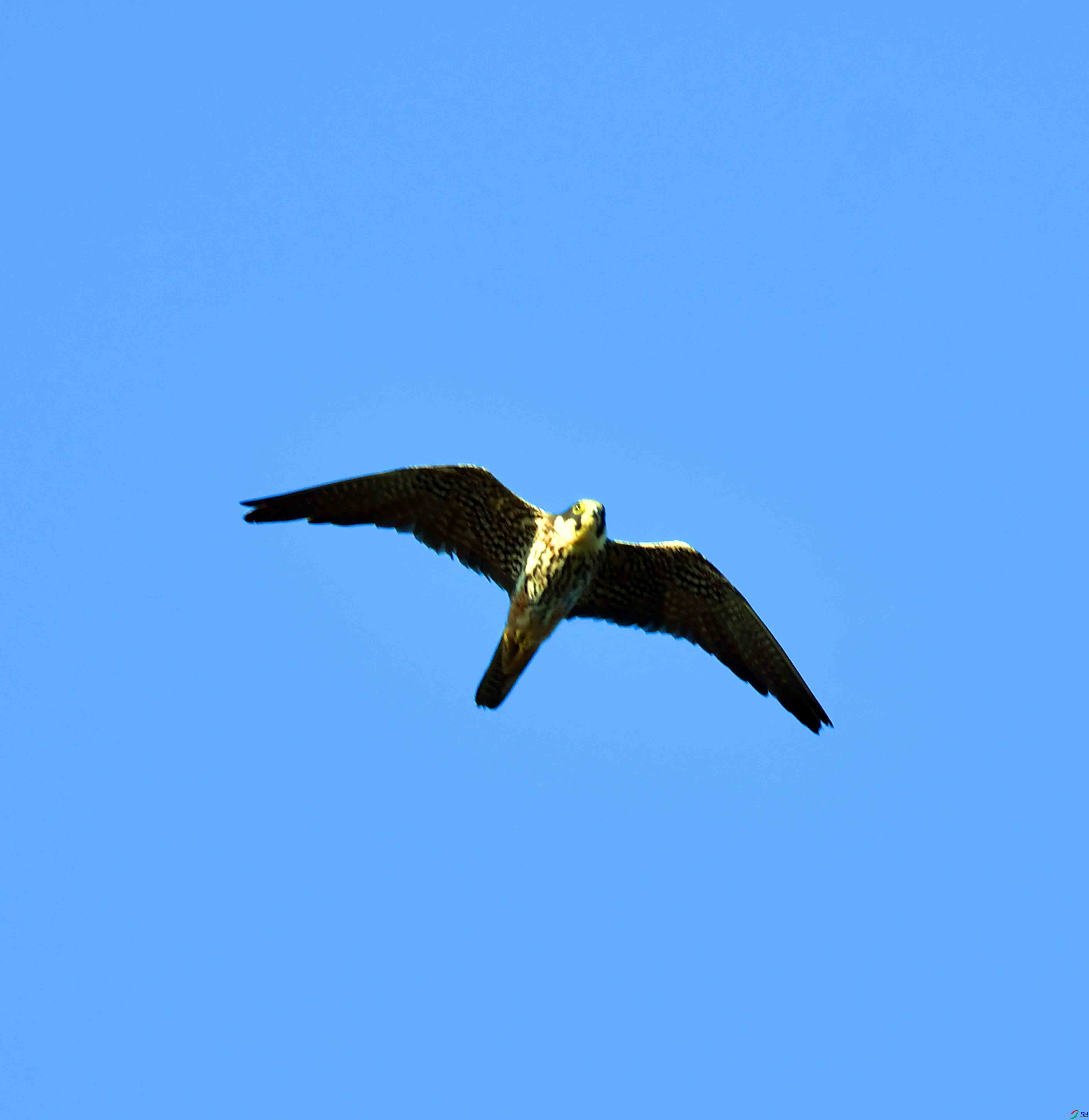 DSC_2077.JPG