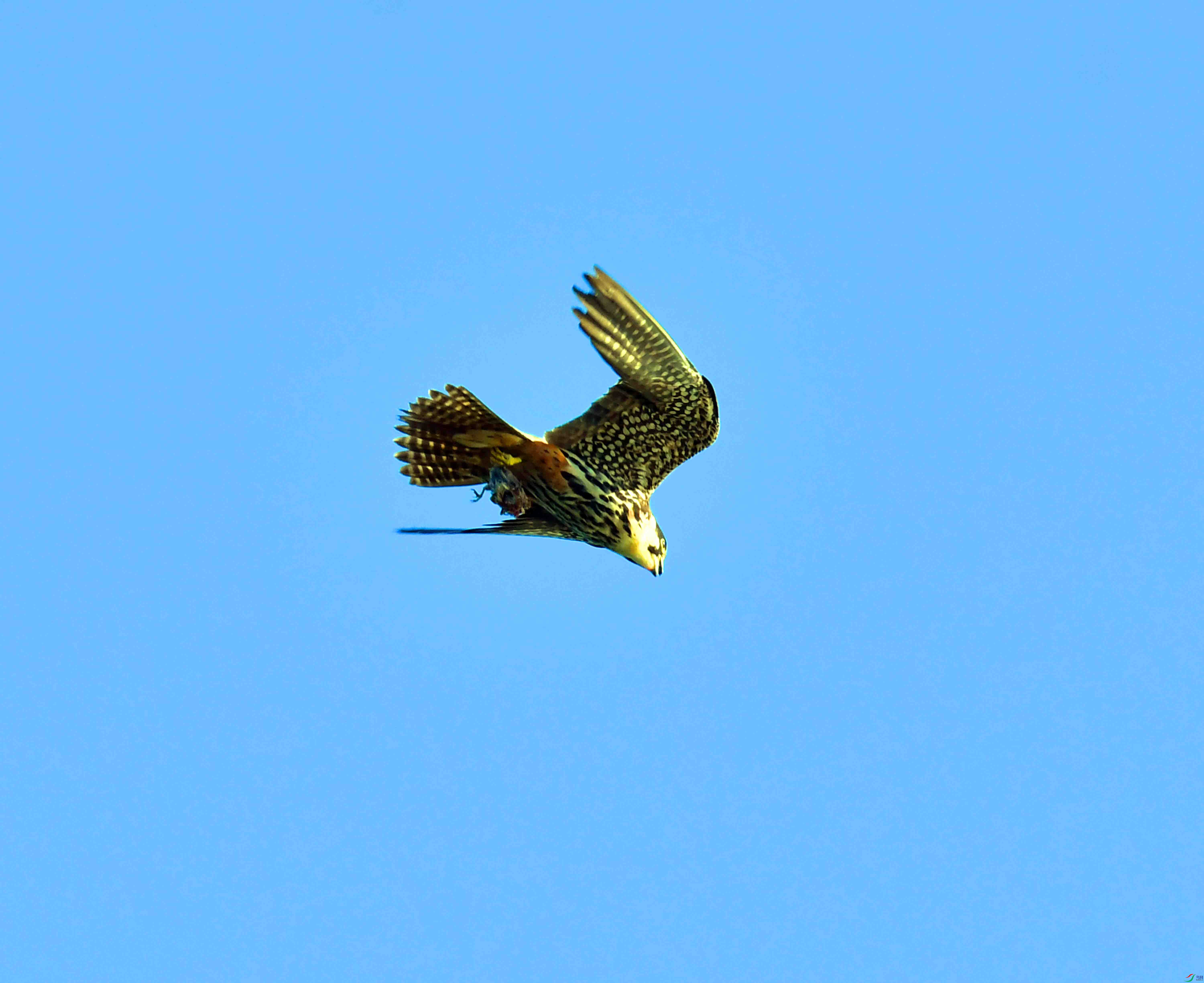 DSC_2176.JPG