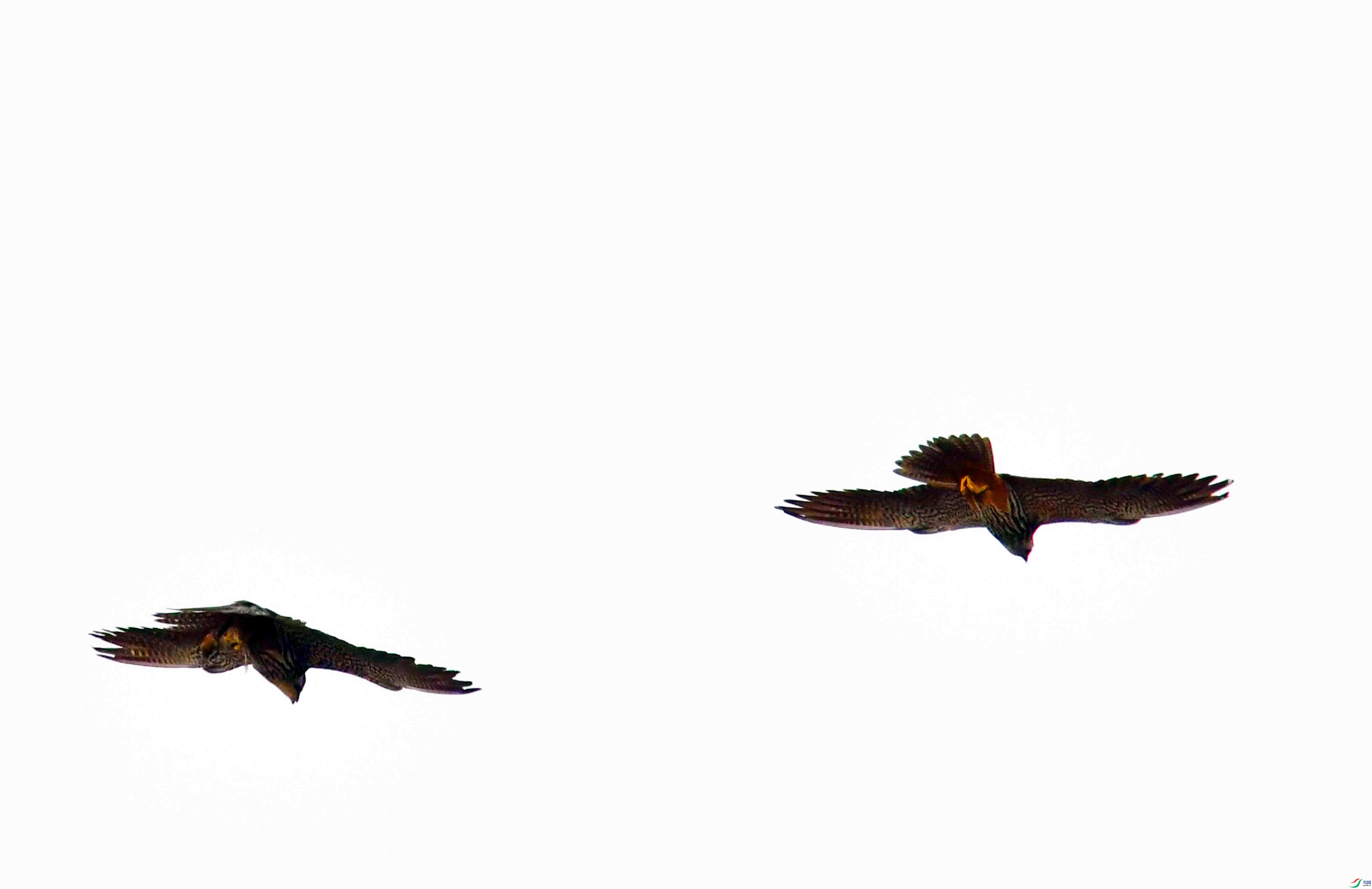 DSC_2495.JPG