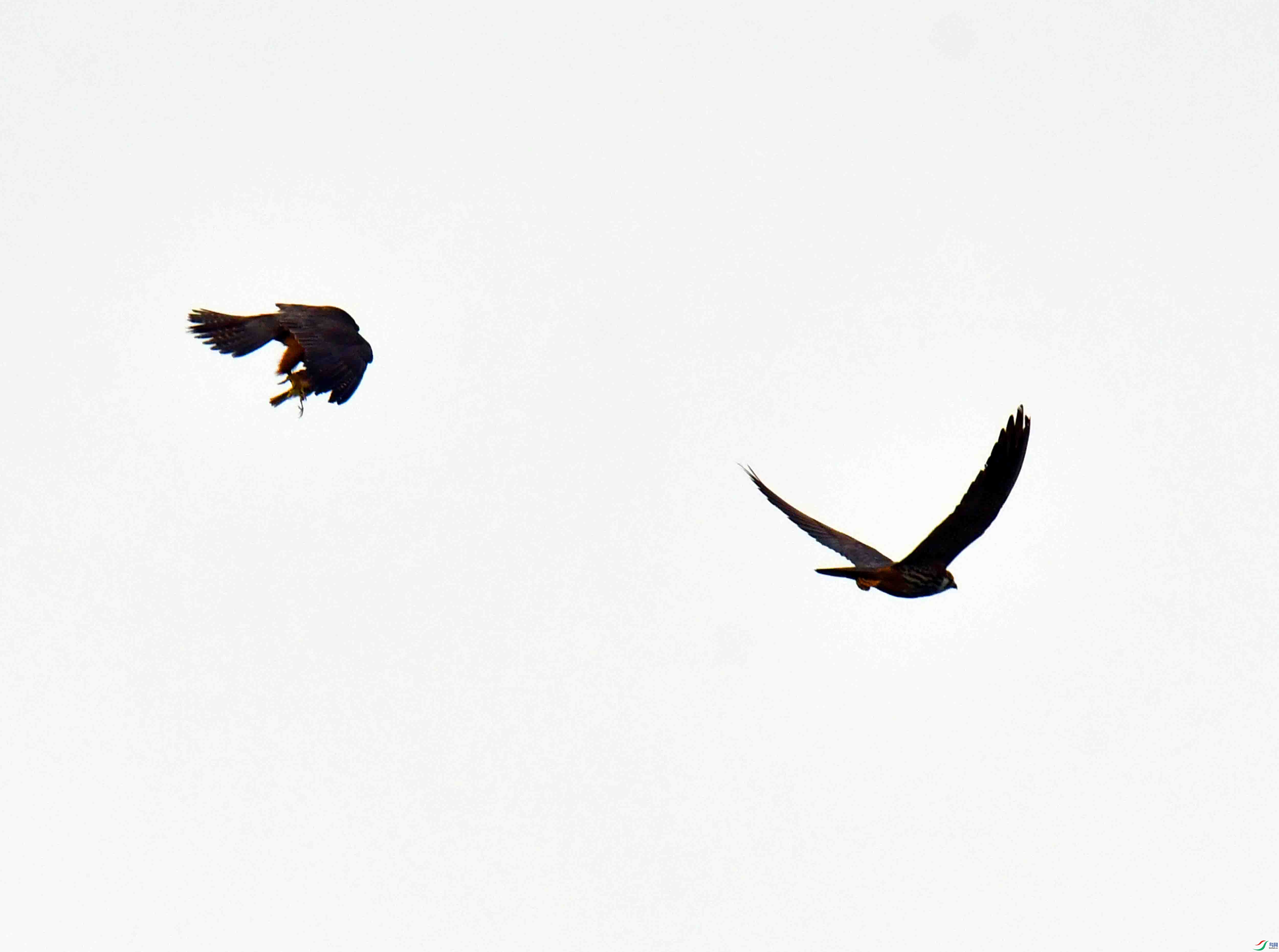 DSC_2498.JPG