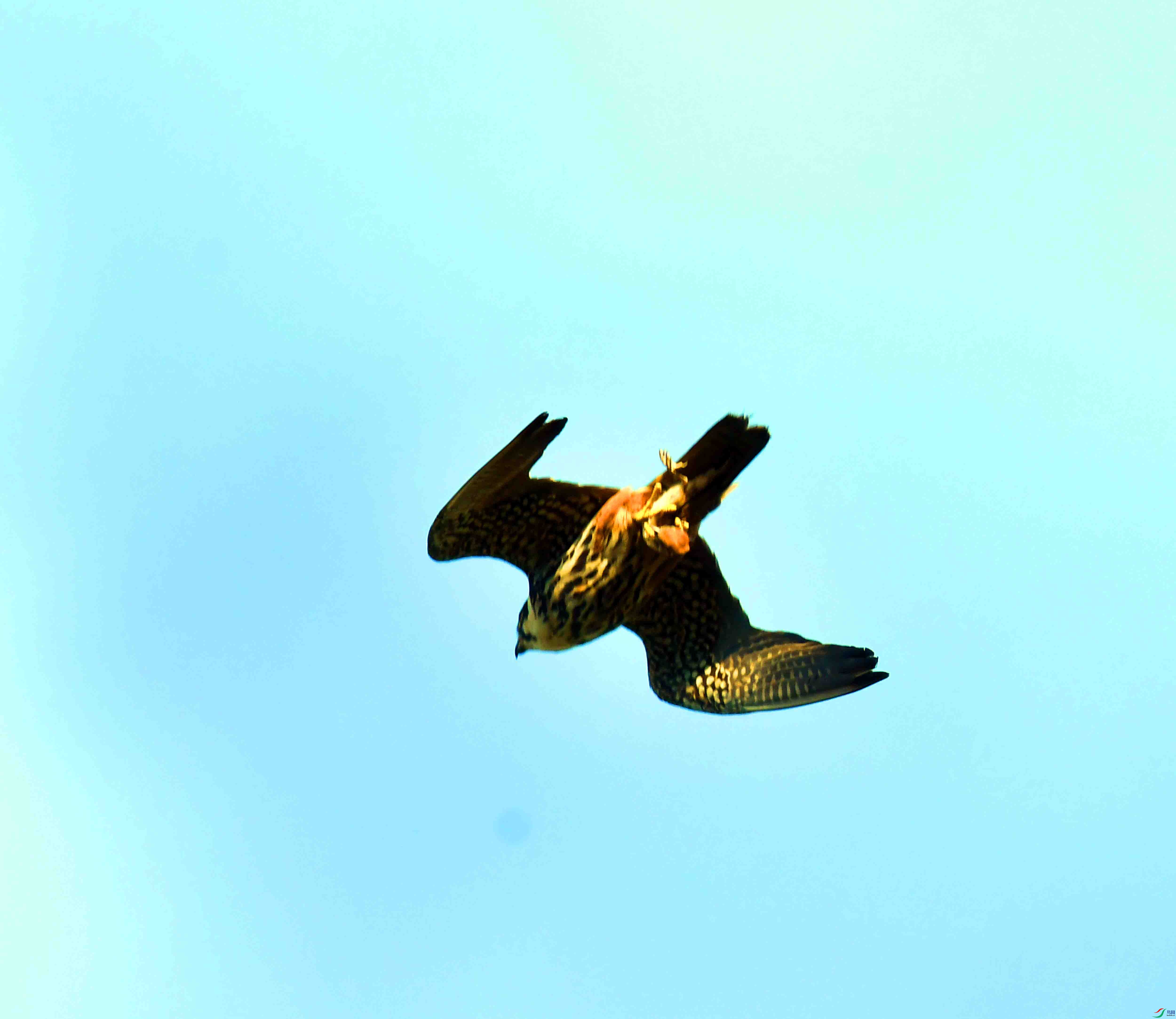 DSC_6861.JPG