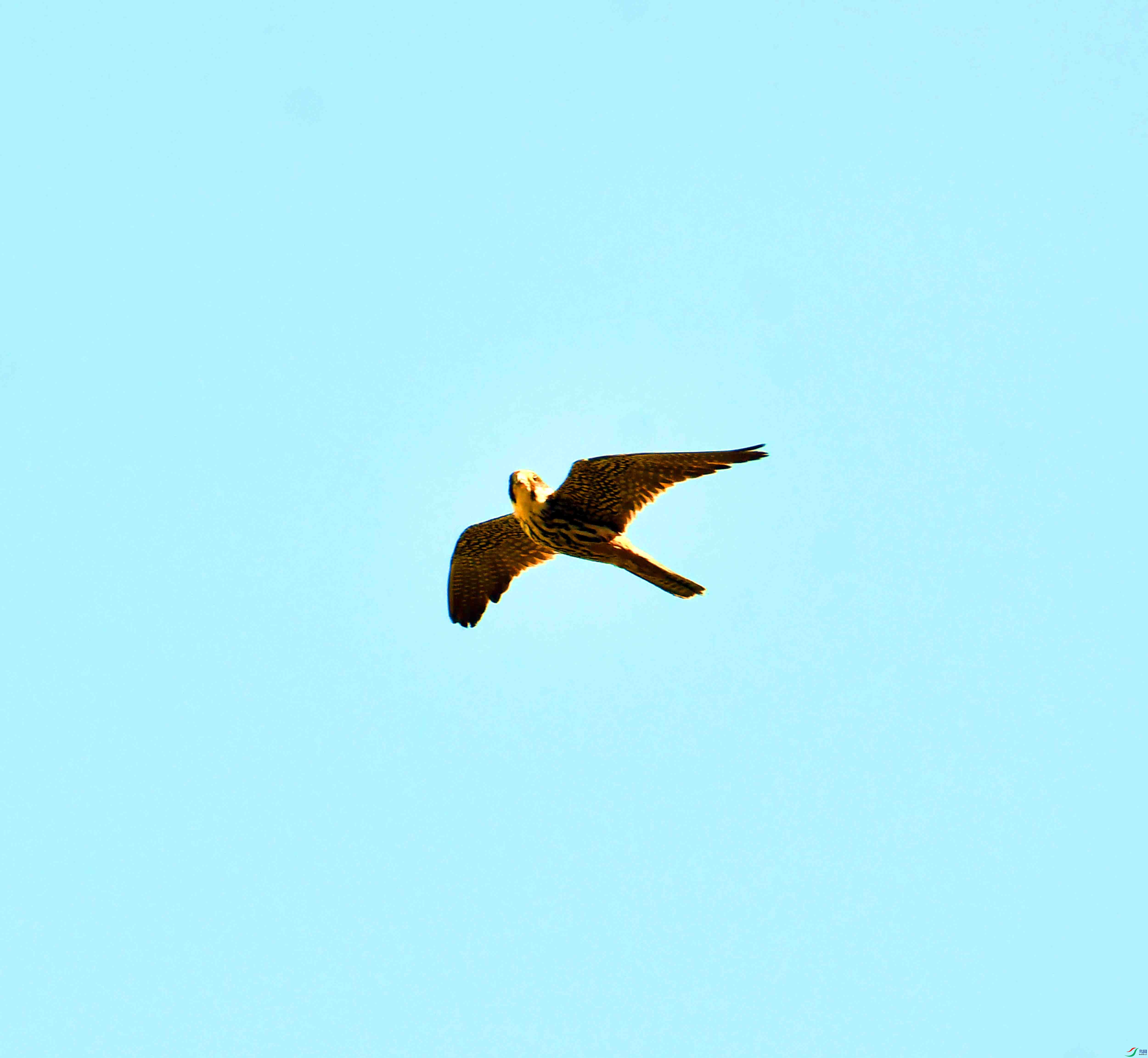DSC_6784.JPG