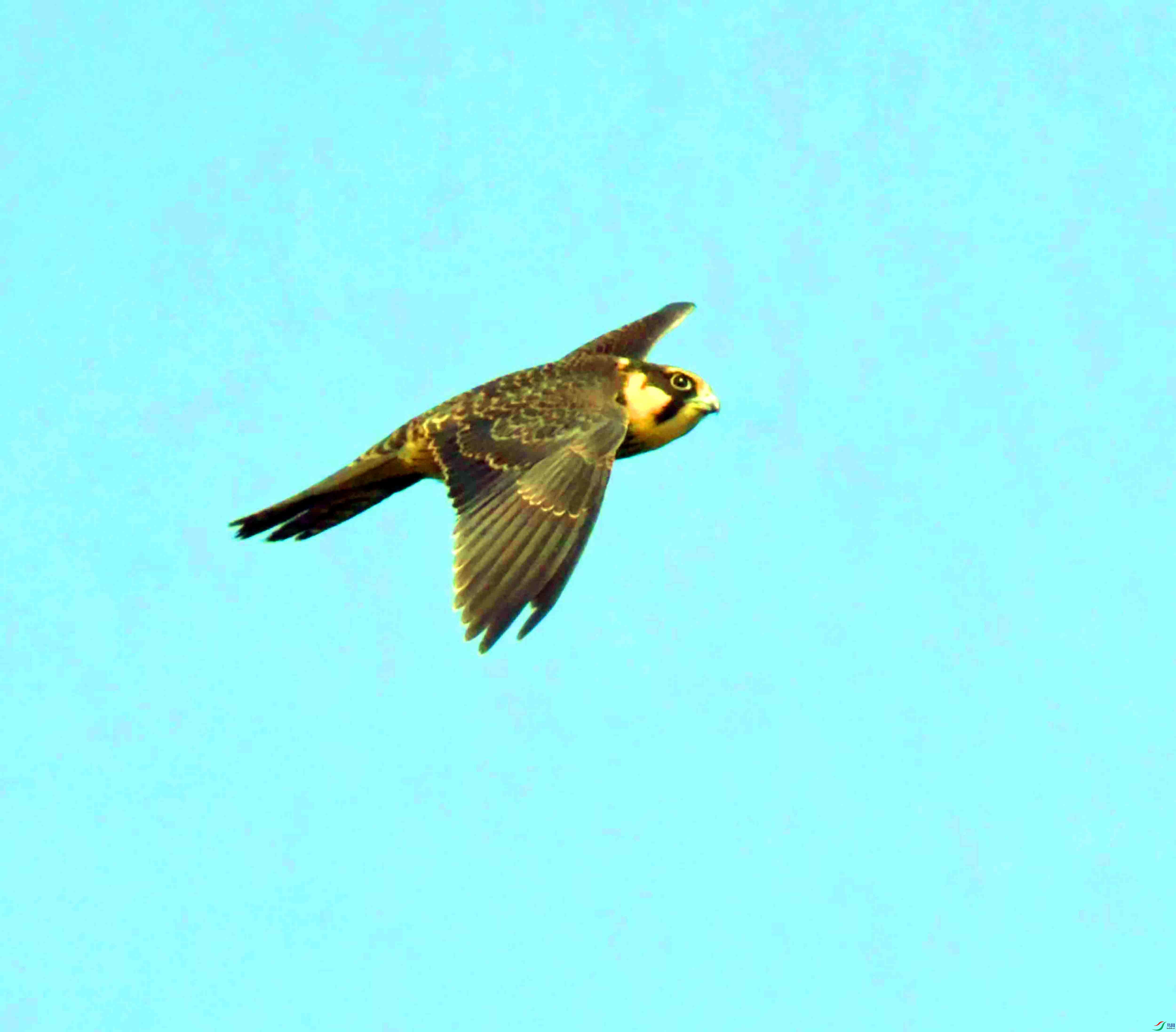 DSC_7290.JPG
