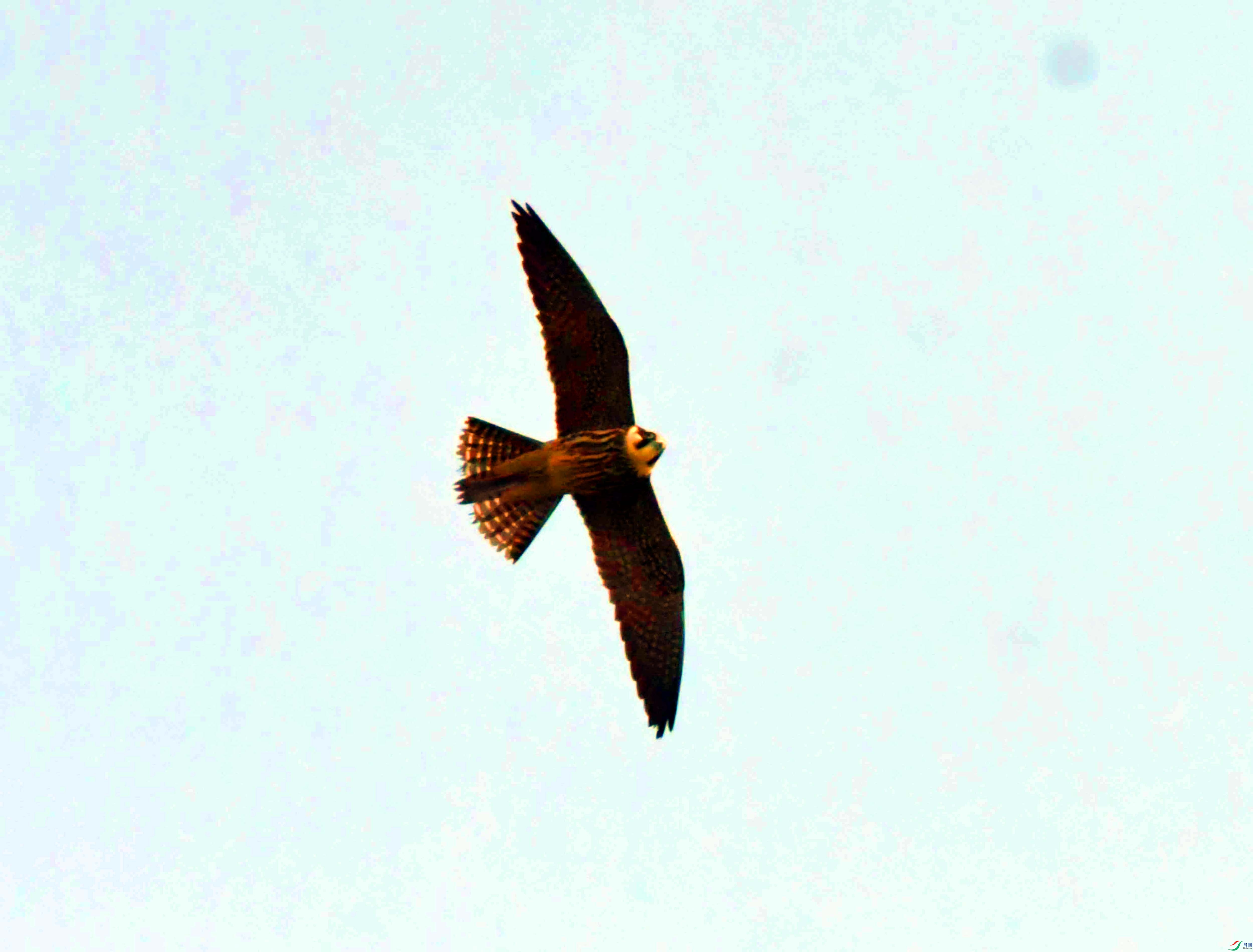 DSC_7332.JPG