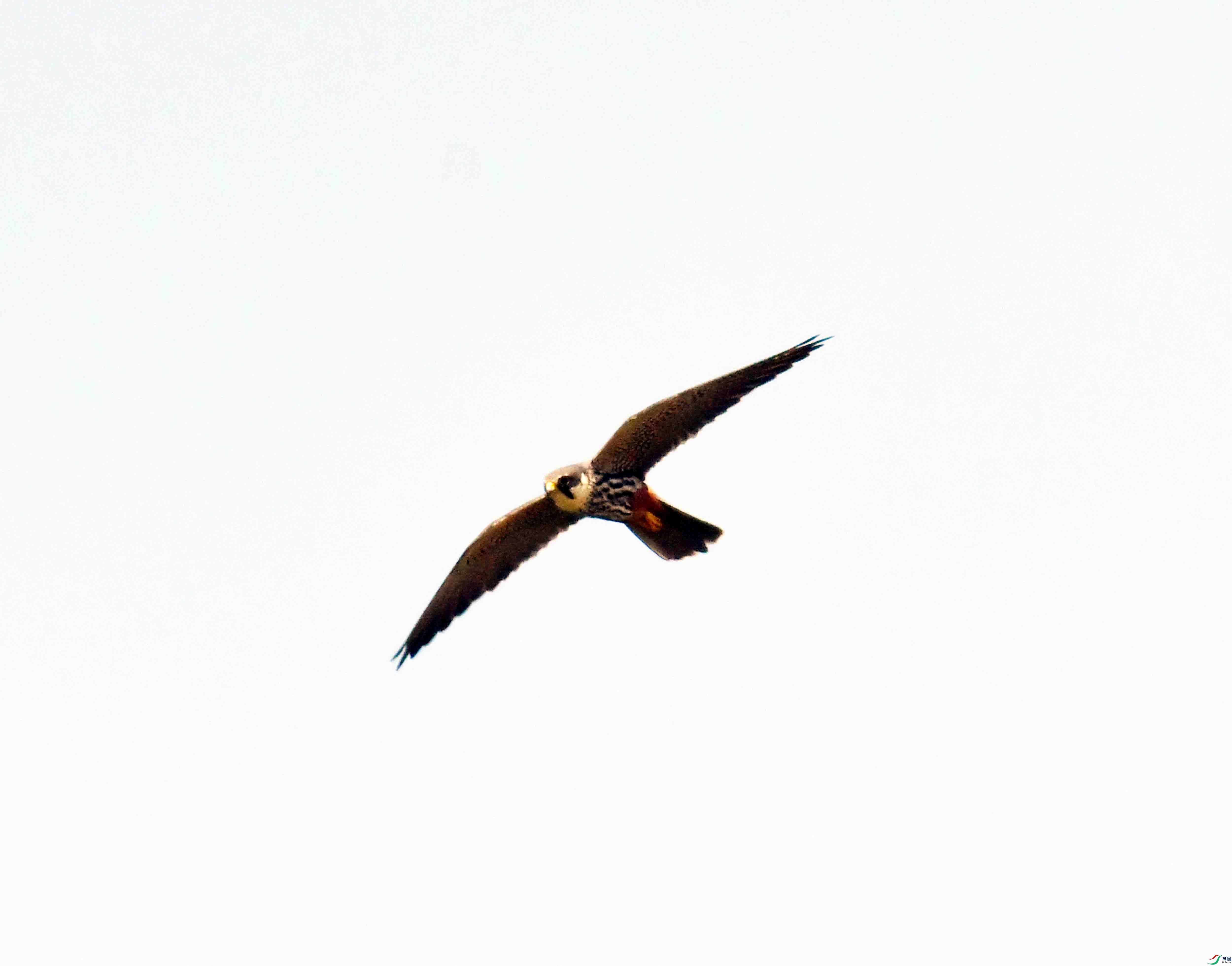 DSC_9778.JPG