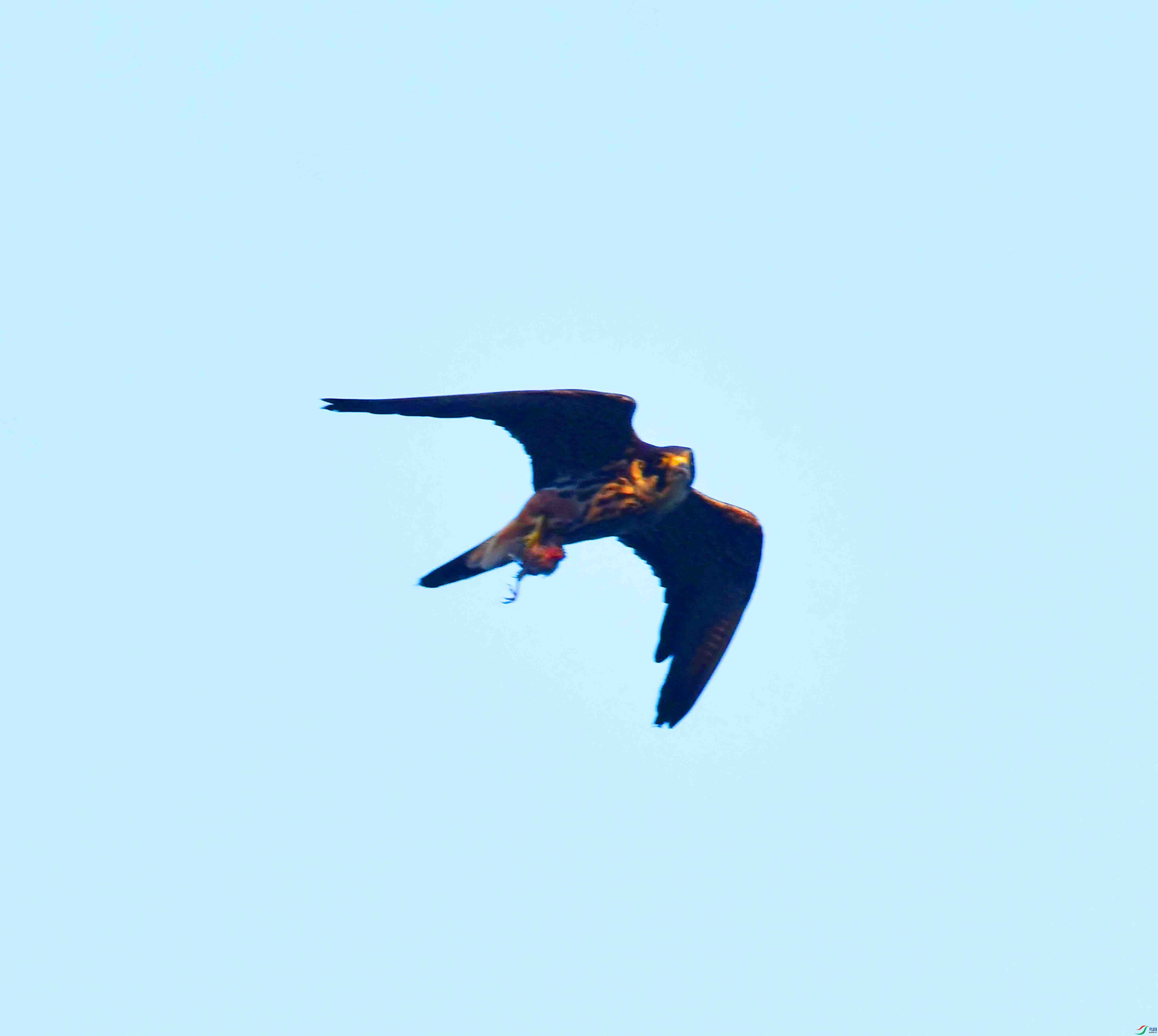 DSC_7953.JPG
