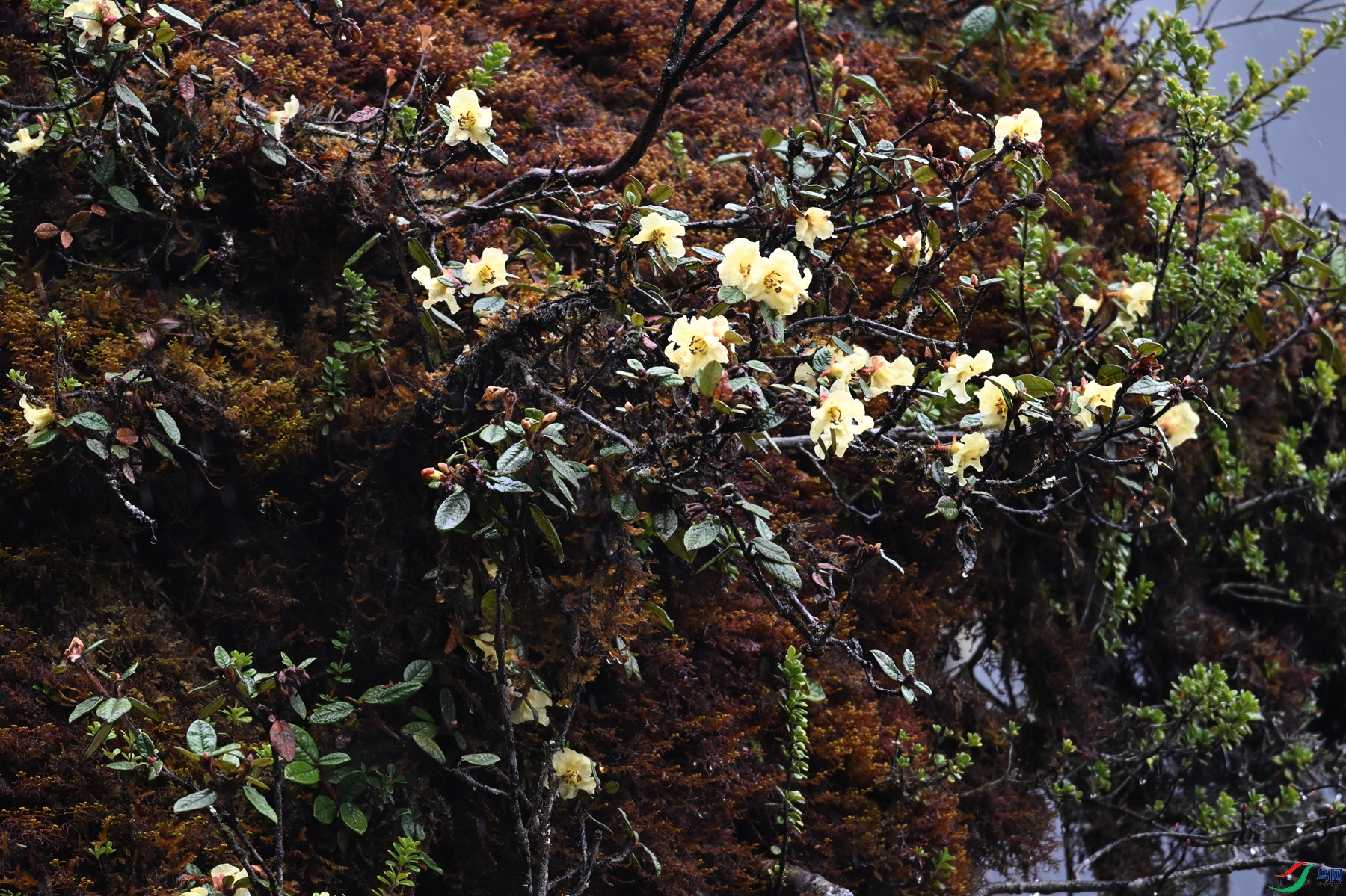 DSC_0755.JPG