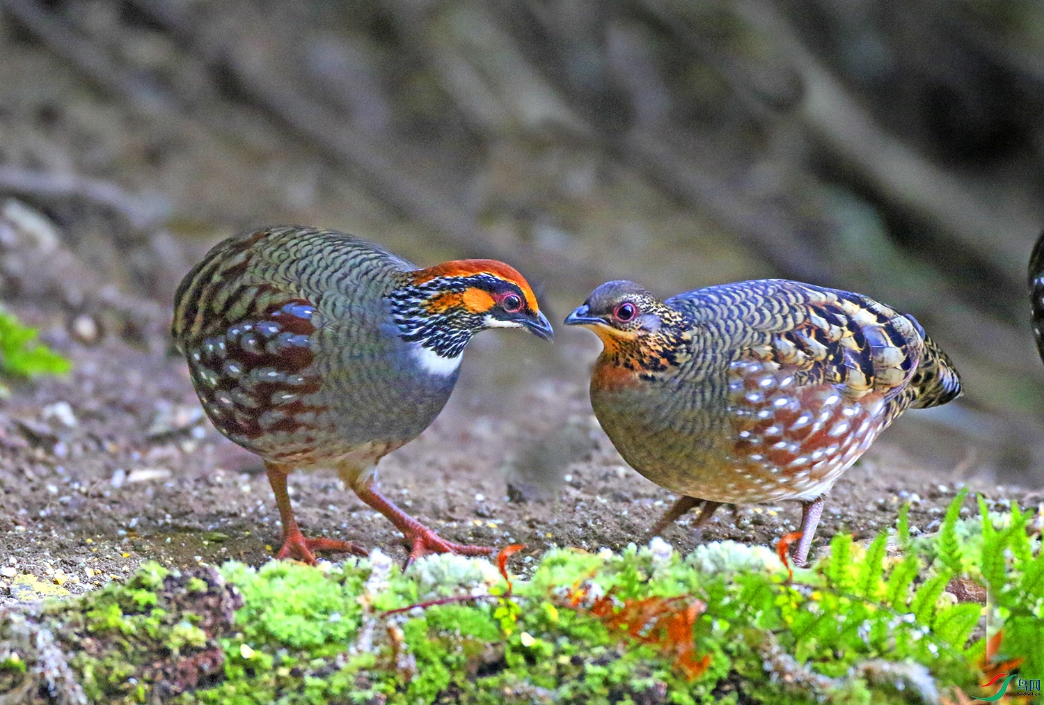 0B8A5253v.jpg