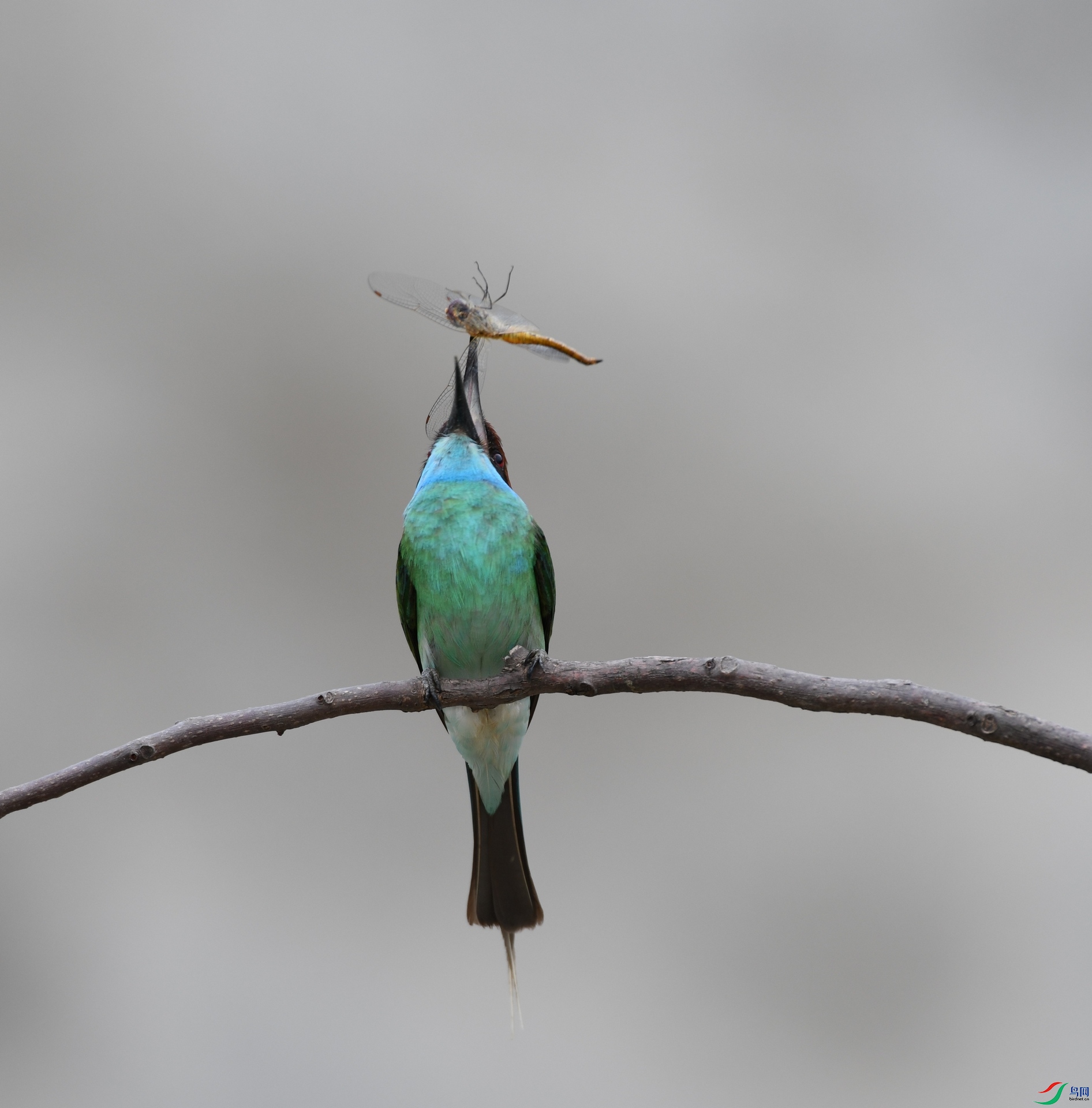 DSC_5246.jpg