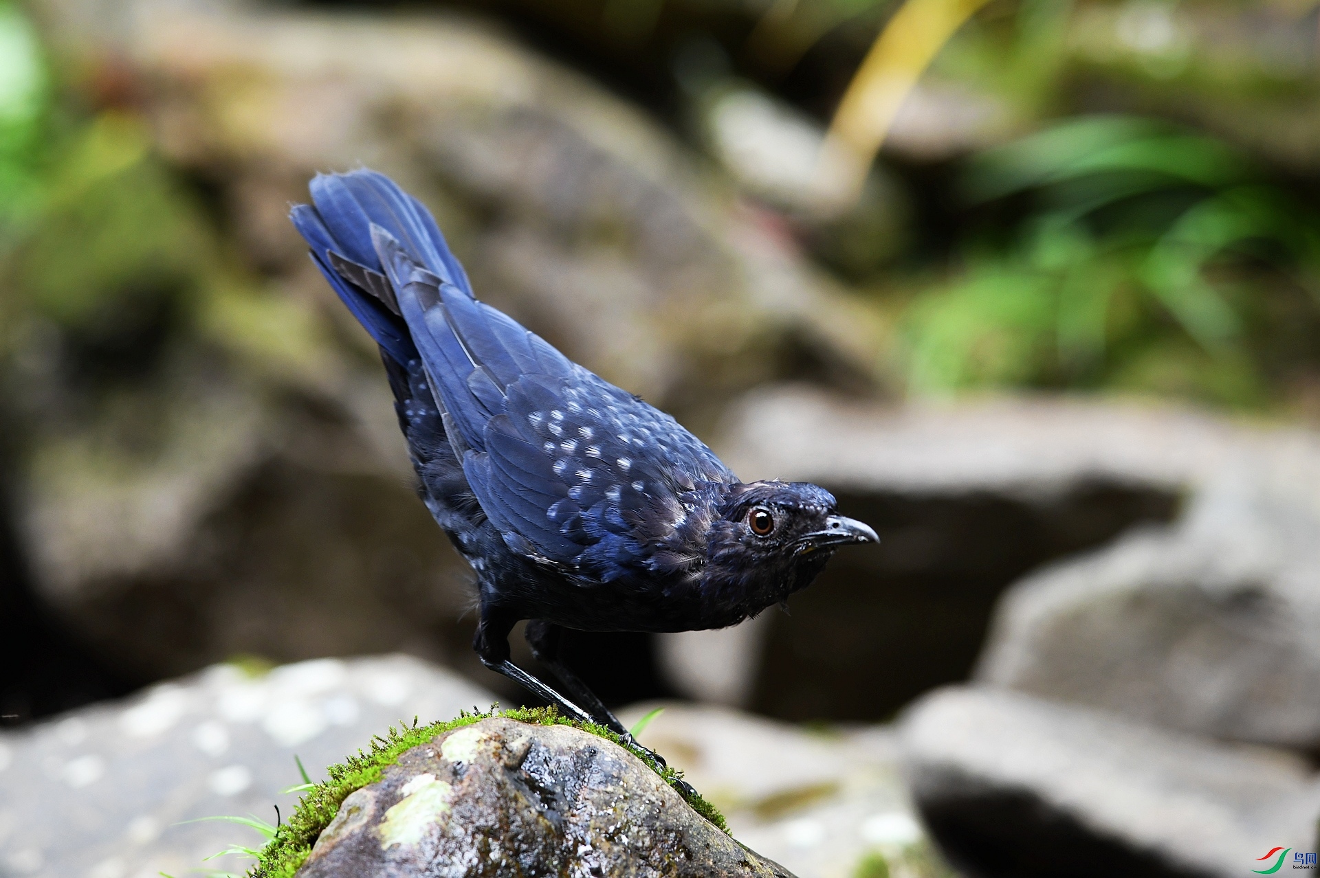DSC_6087.jpg