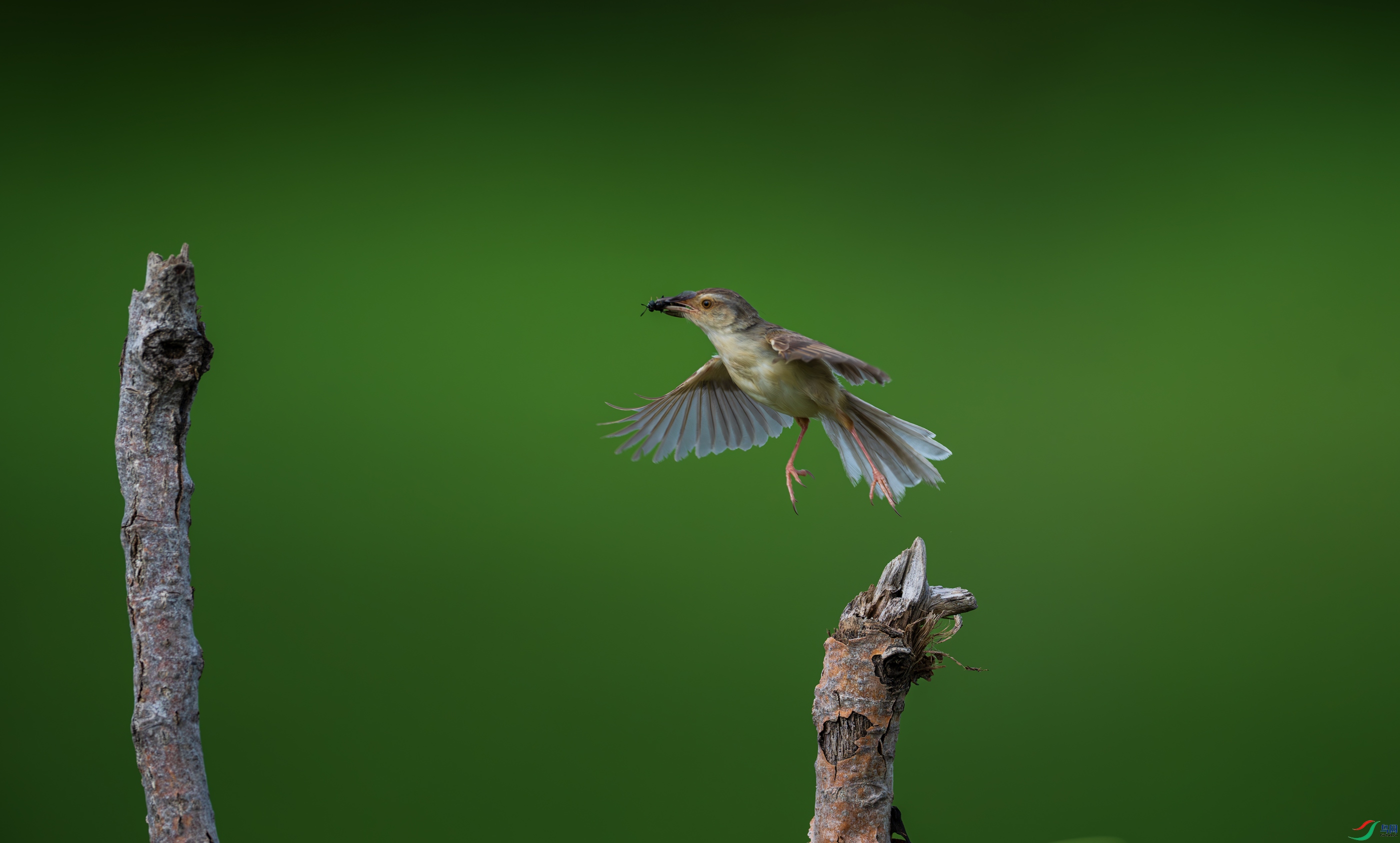 DSC_5208.jpg