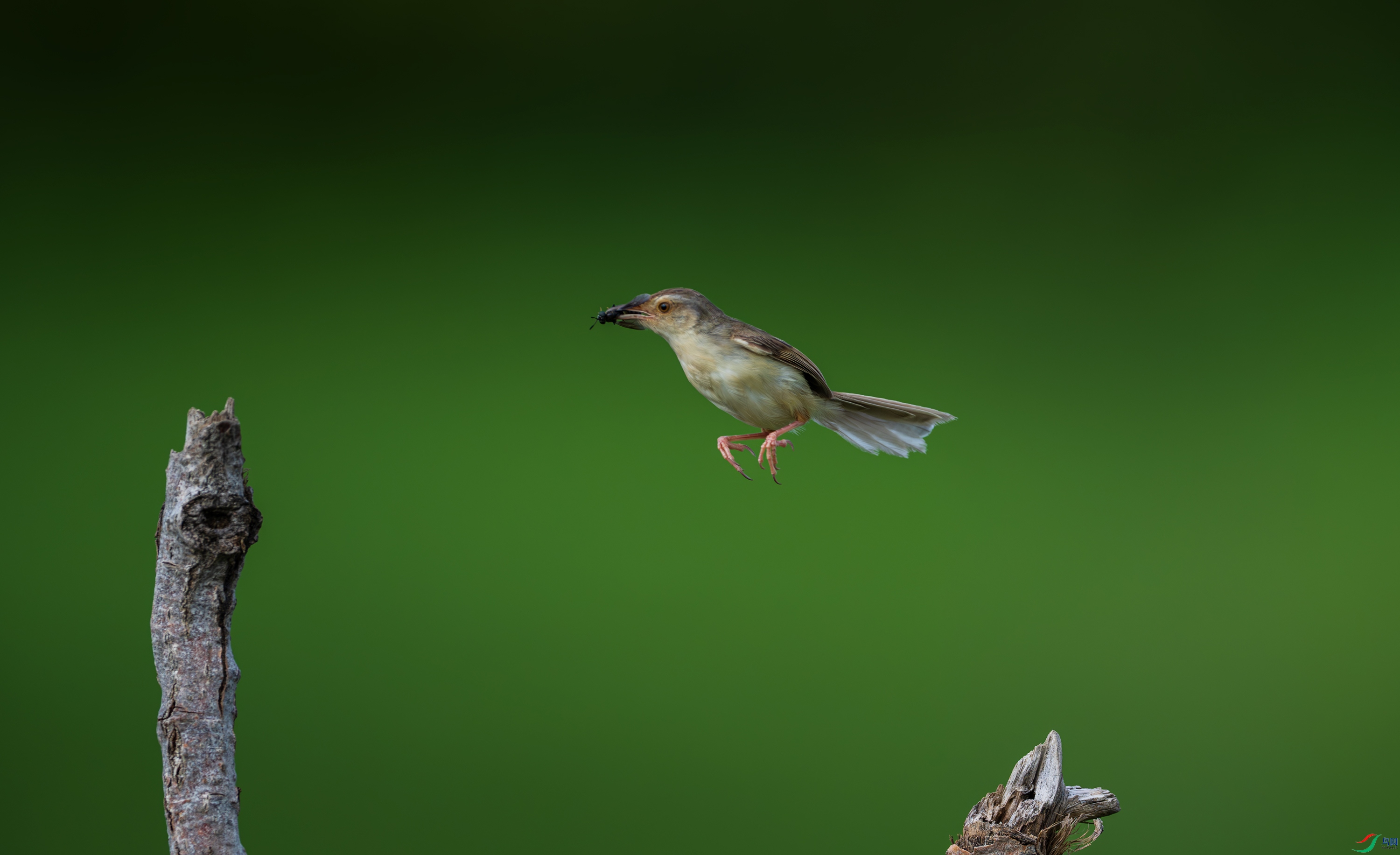 DSC_5209.jpg