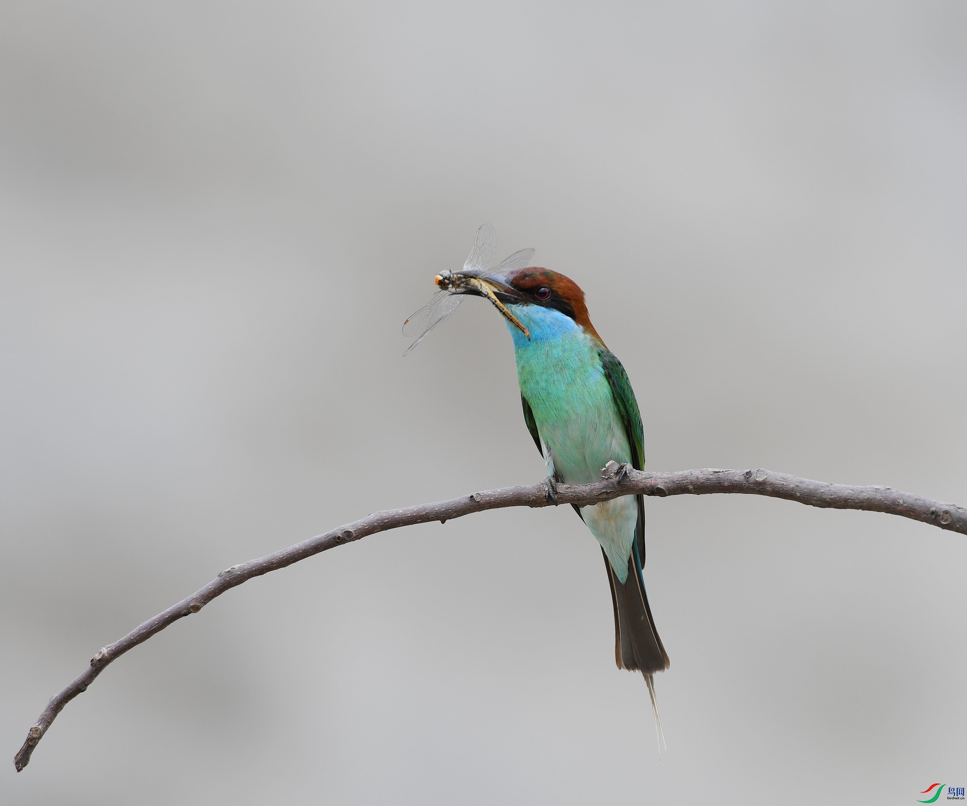 DSC_5240.jpg
