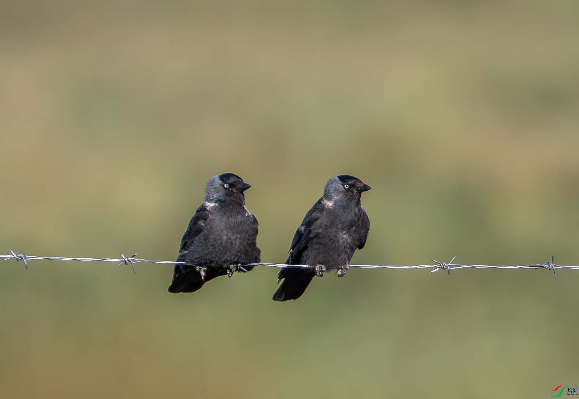 DSC_3715-1.jpg